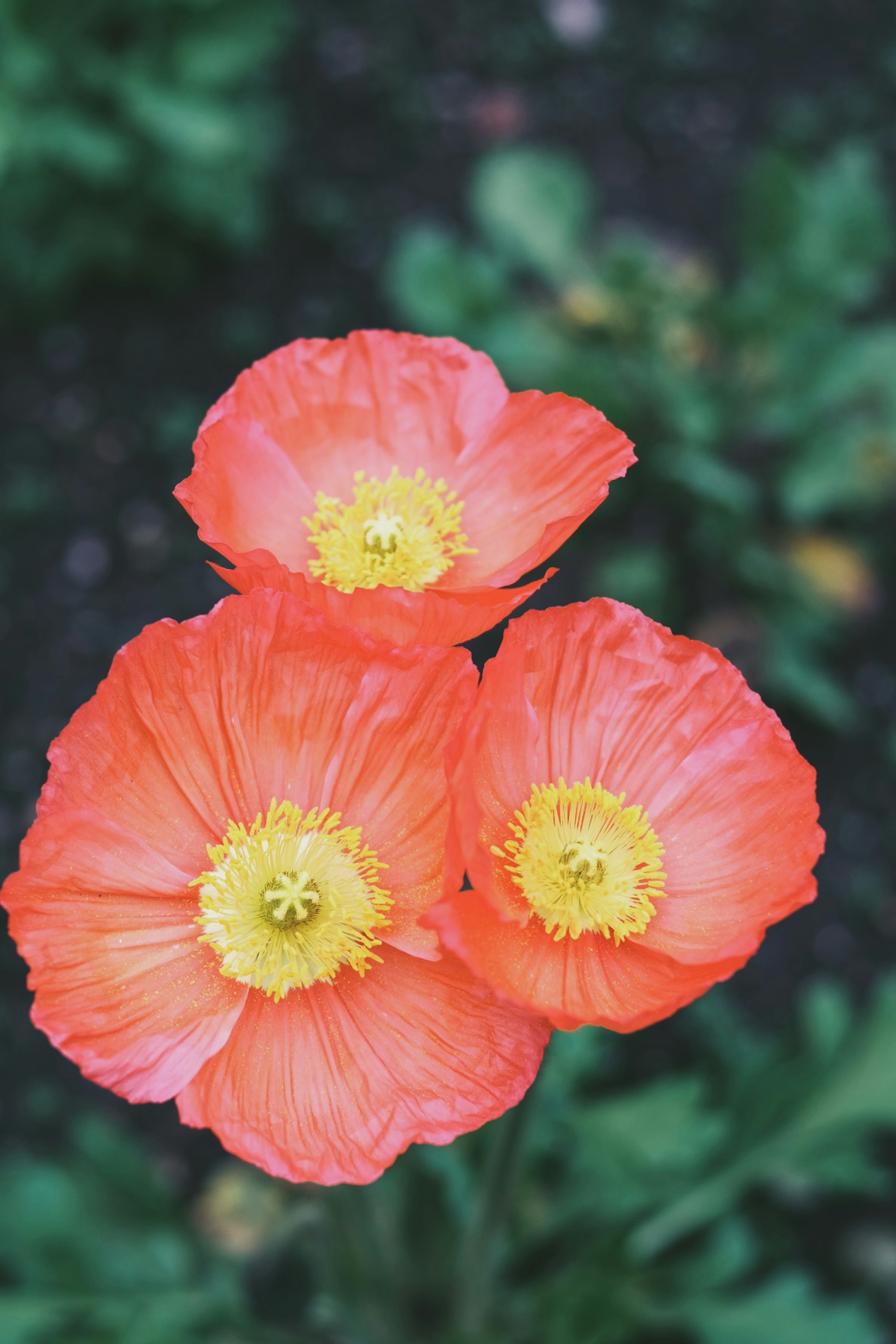 Tre fiori di papavero arancioni vivaci in piena fioritura