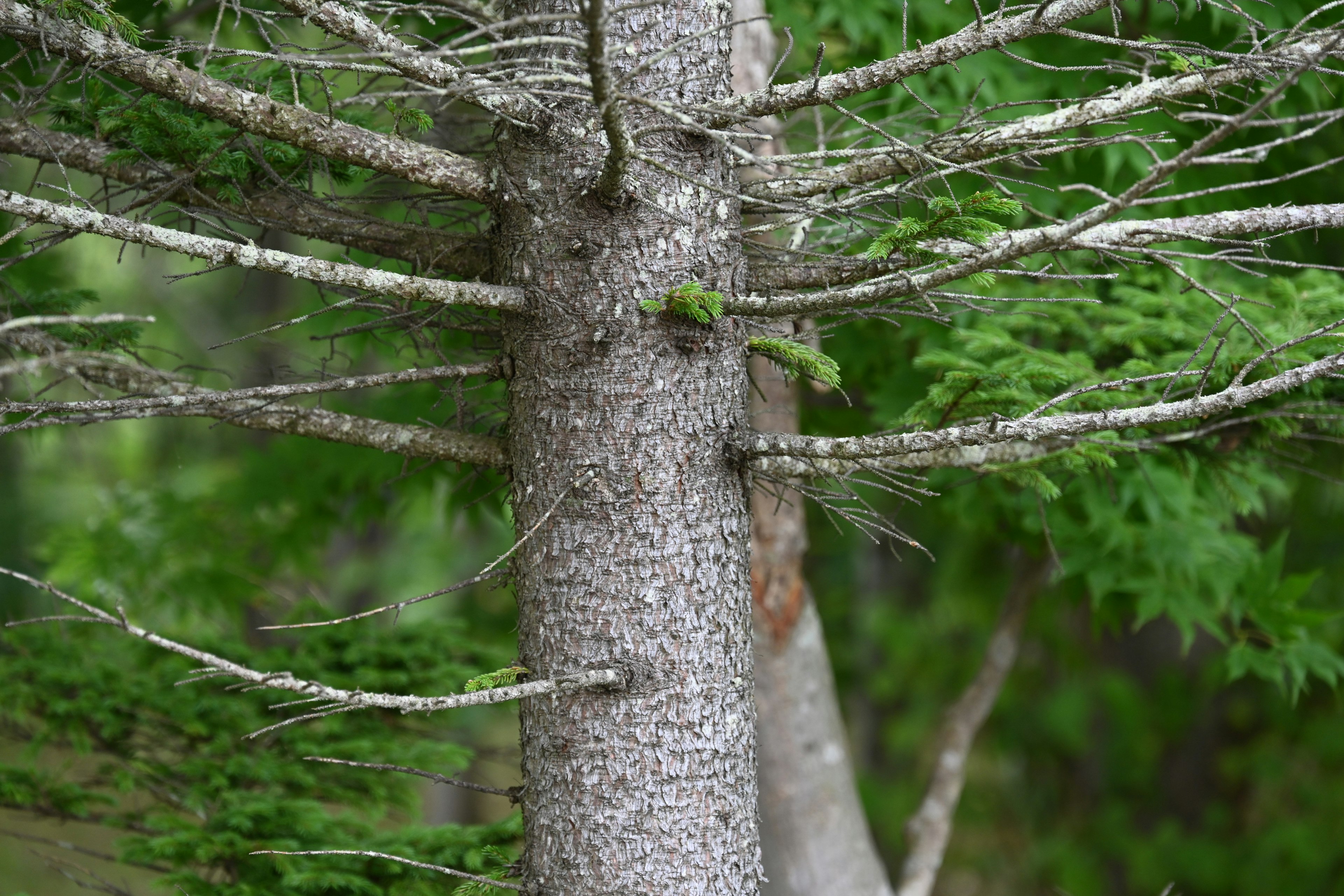 Acercamiento al tronco y ramas de un árbol contra un fondo verde