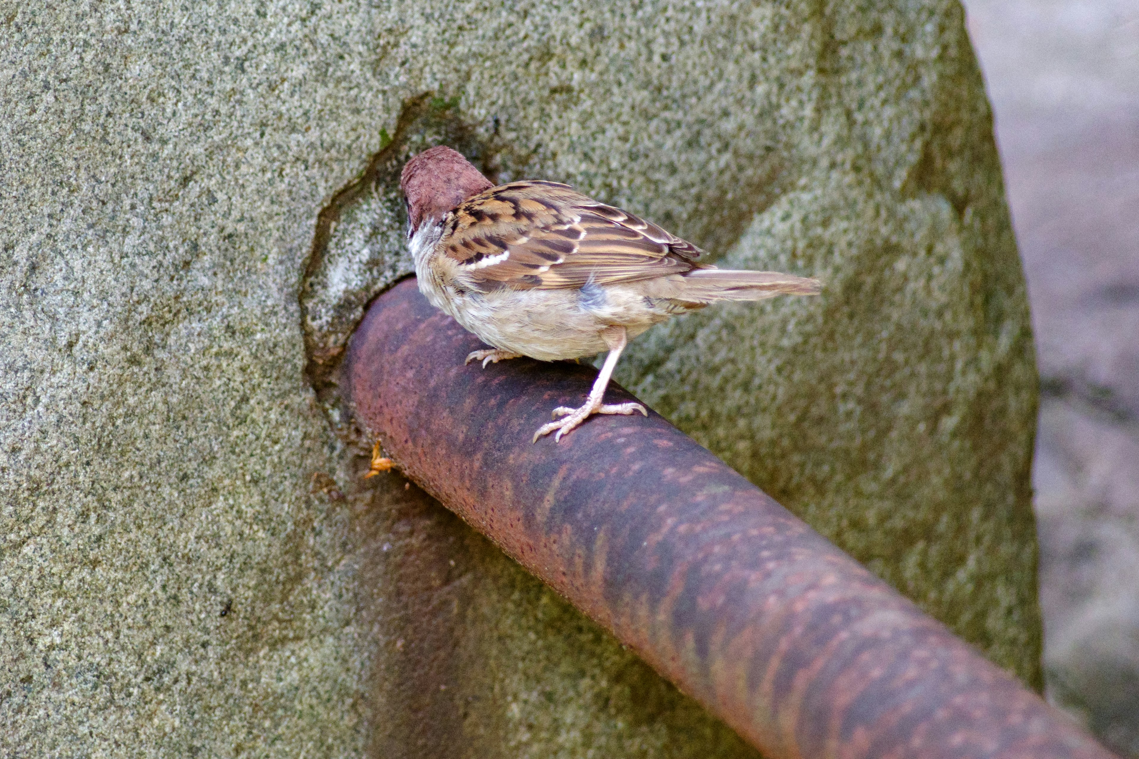 錆びたパイプの上に立つ小鳥の姿