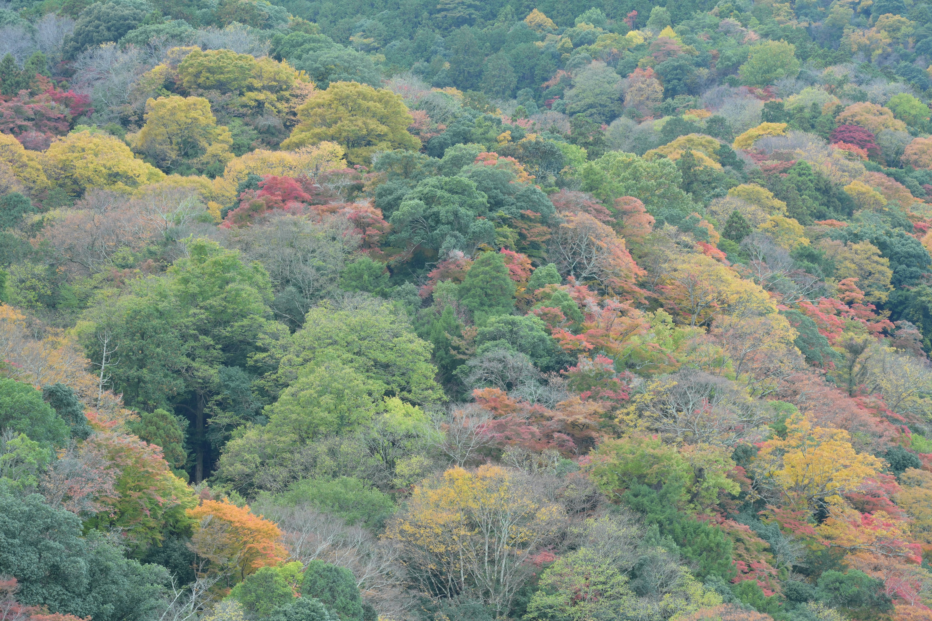 色とりどりの秋の木々に覆われた山の風景