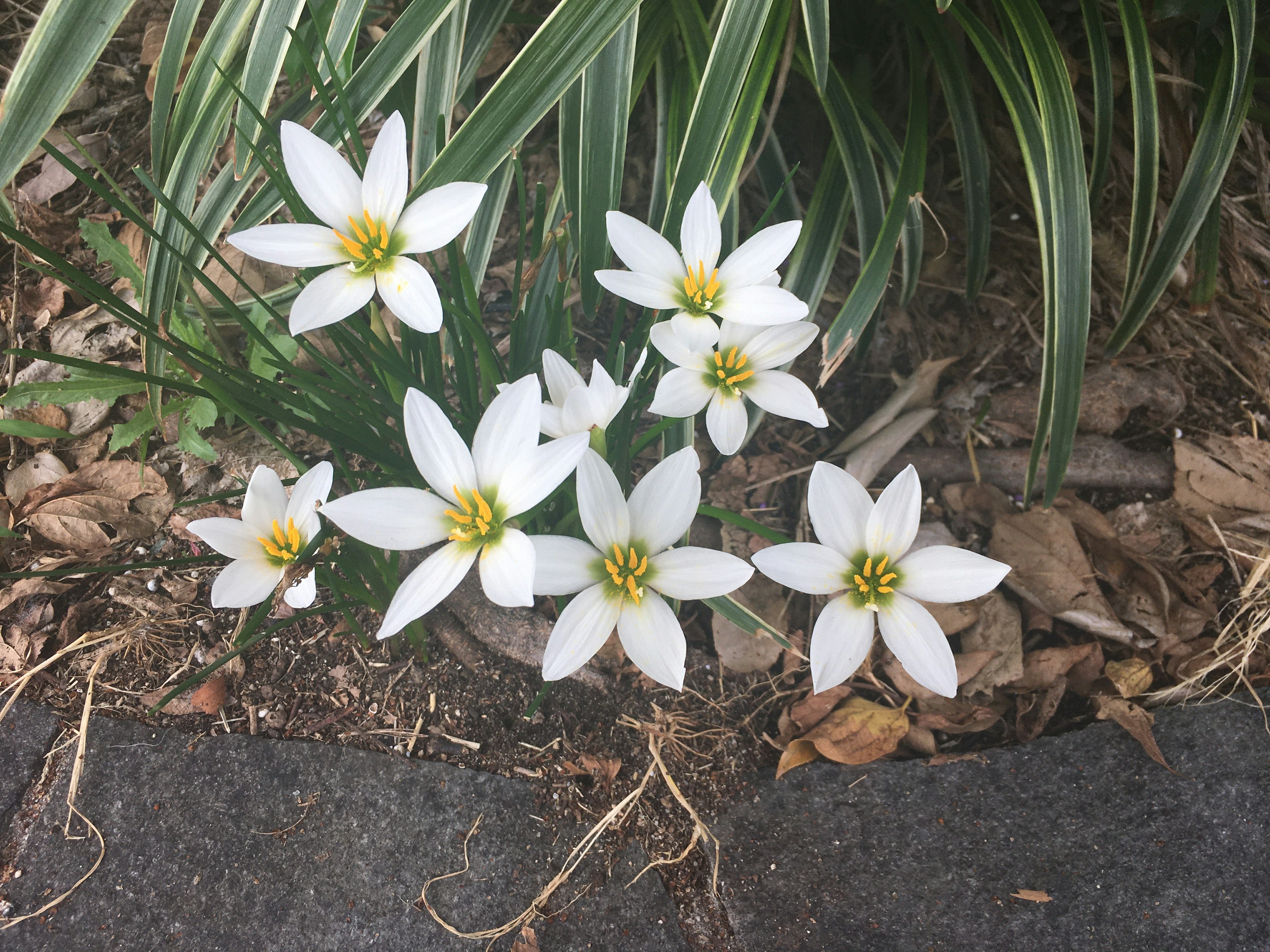 Cluster of white flowers with yellow centers and green leaves