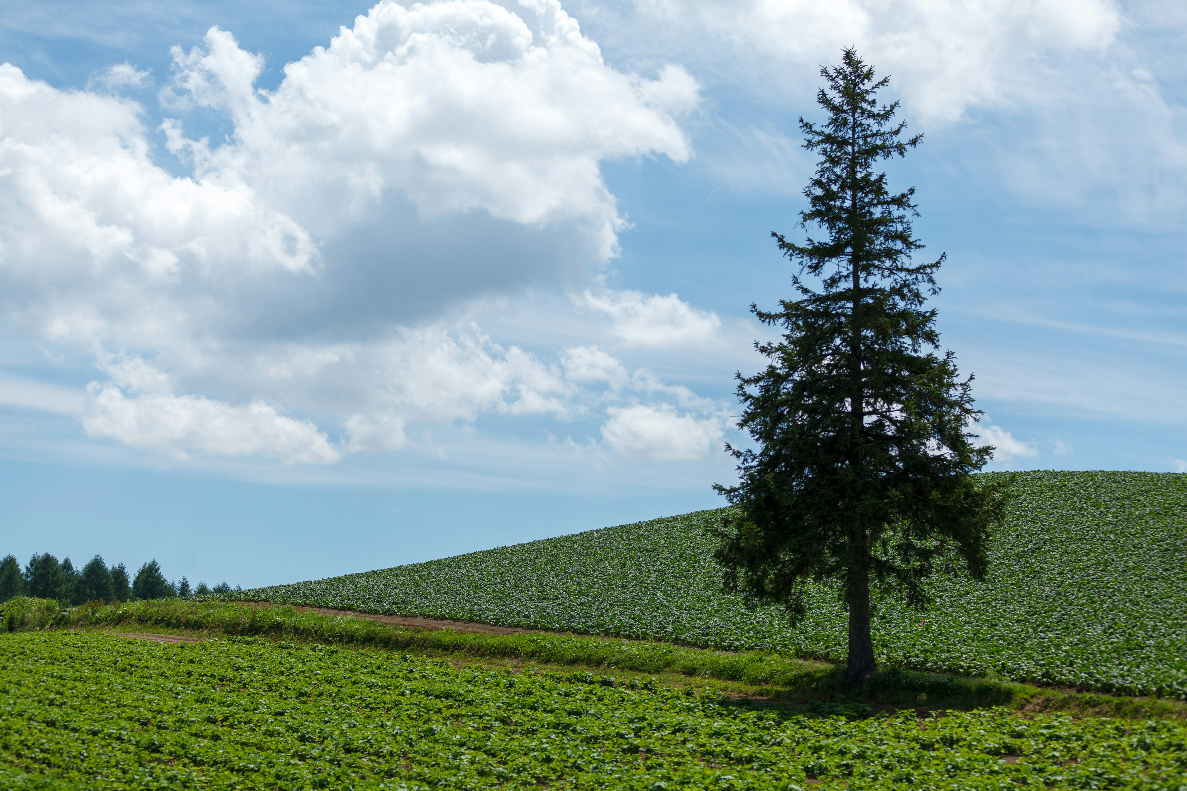 A single tree standing in a green field under a blue sky