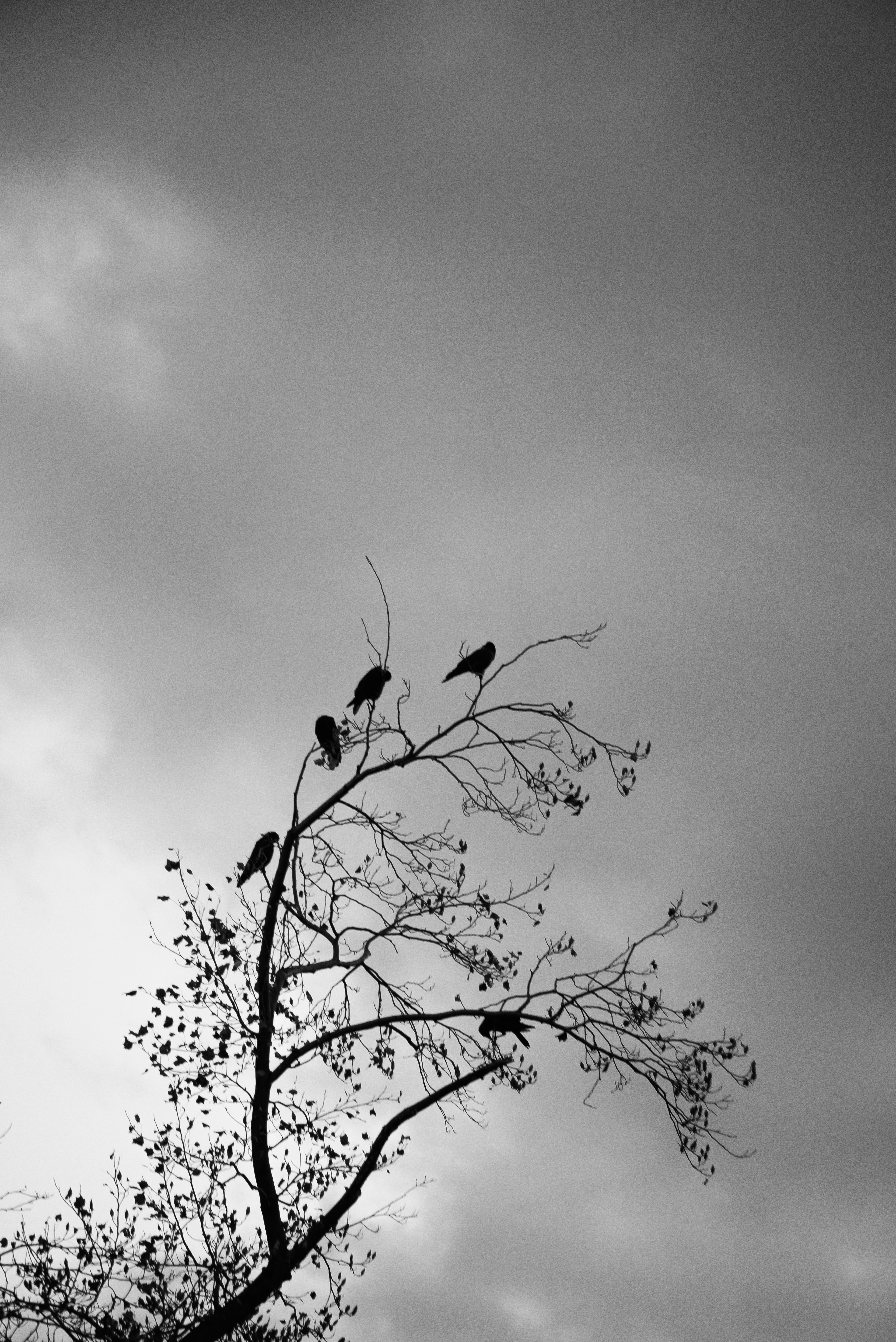 Vögel sitzen auf einem Ast vor einem schwarz-weißen Himmel