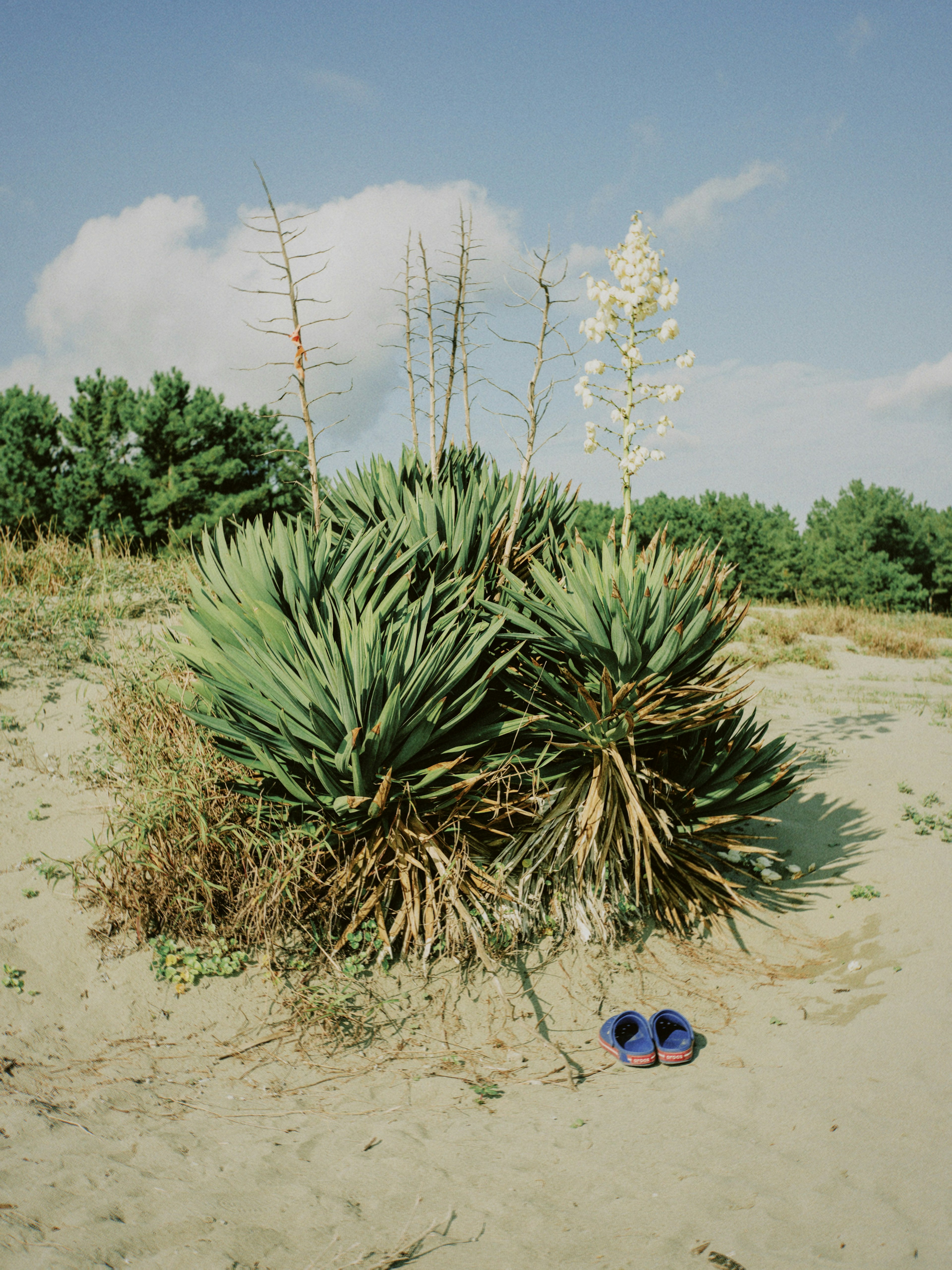 Grandes plantas creciendo en una playa de arena con zapatos azules