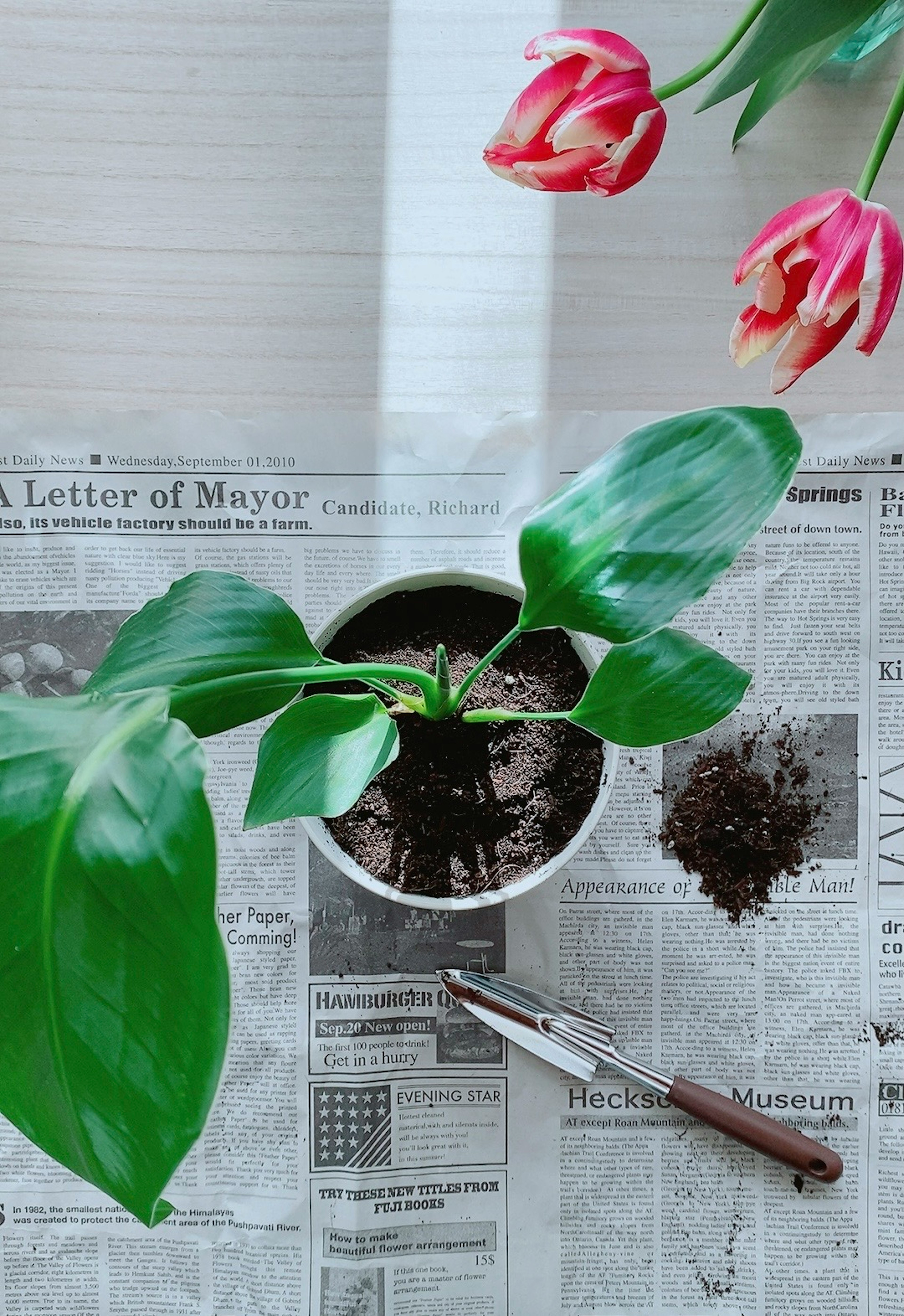 Top view of a potted houseplant and red tulips on a workspace