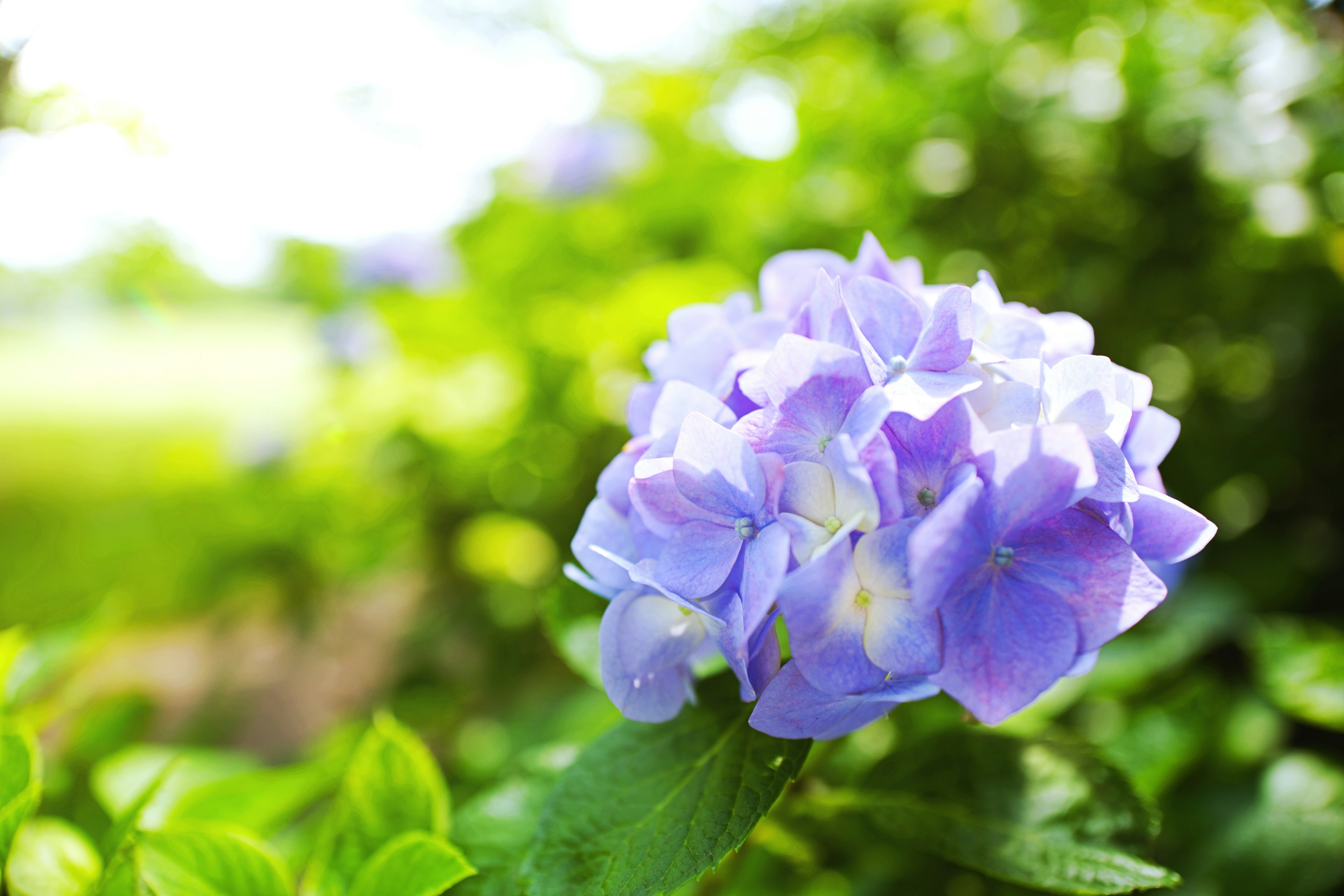 青紫色のアジサイの花が緑の葉の間で咲いている