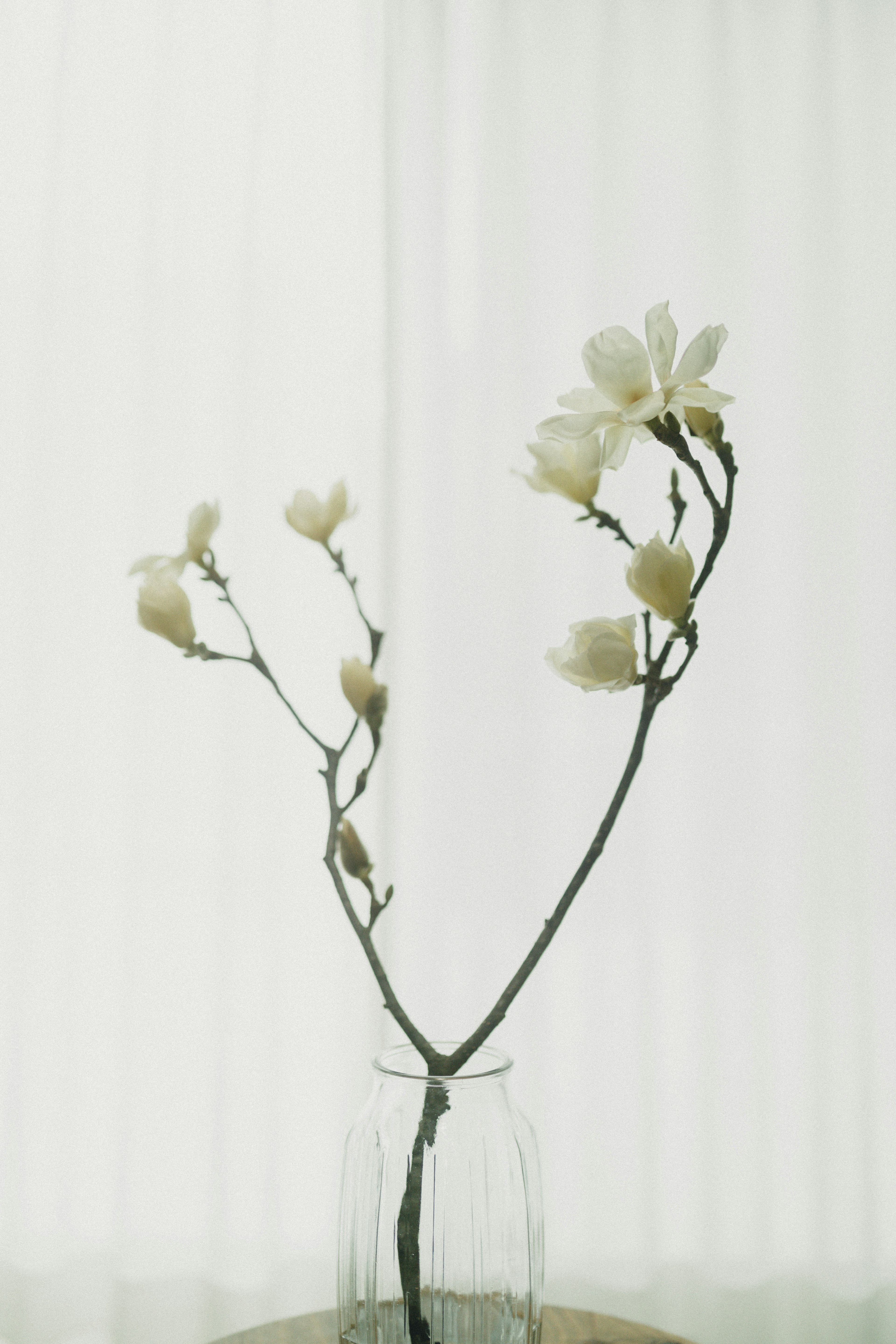 Un arreglo simple de ramas con flores blancas en un jarrón transparente