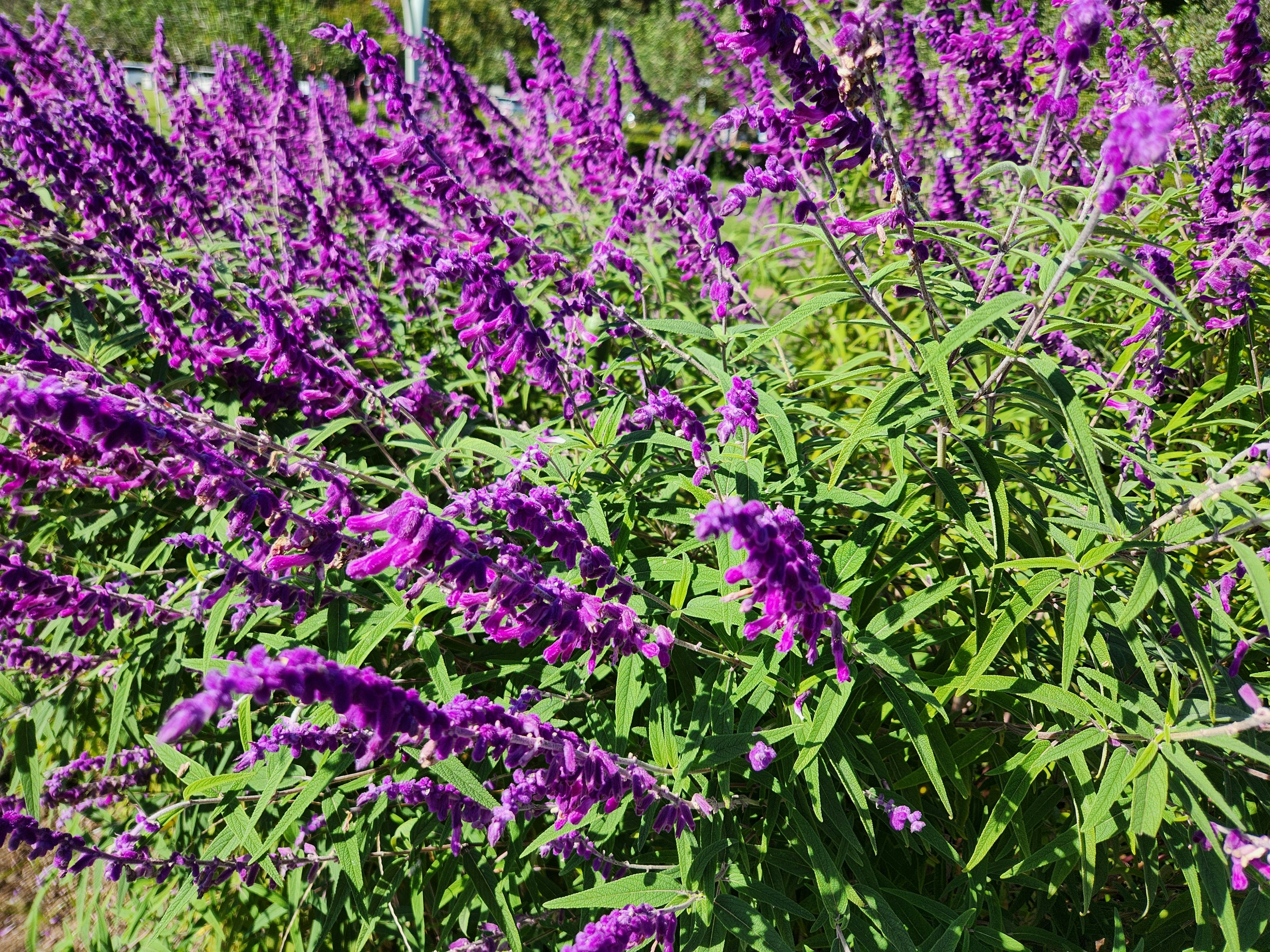 紫色の花が咲いている緑の植物の群生