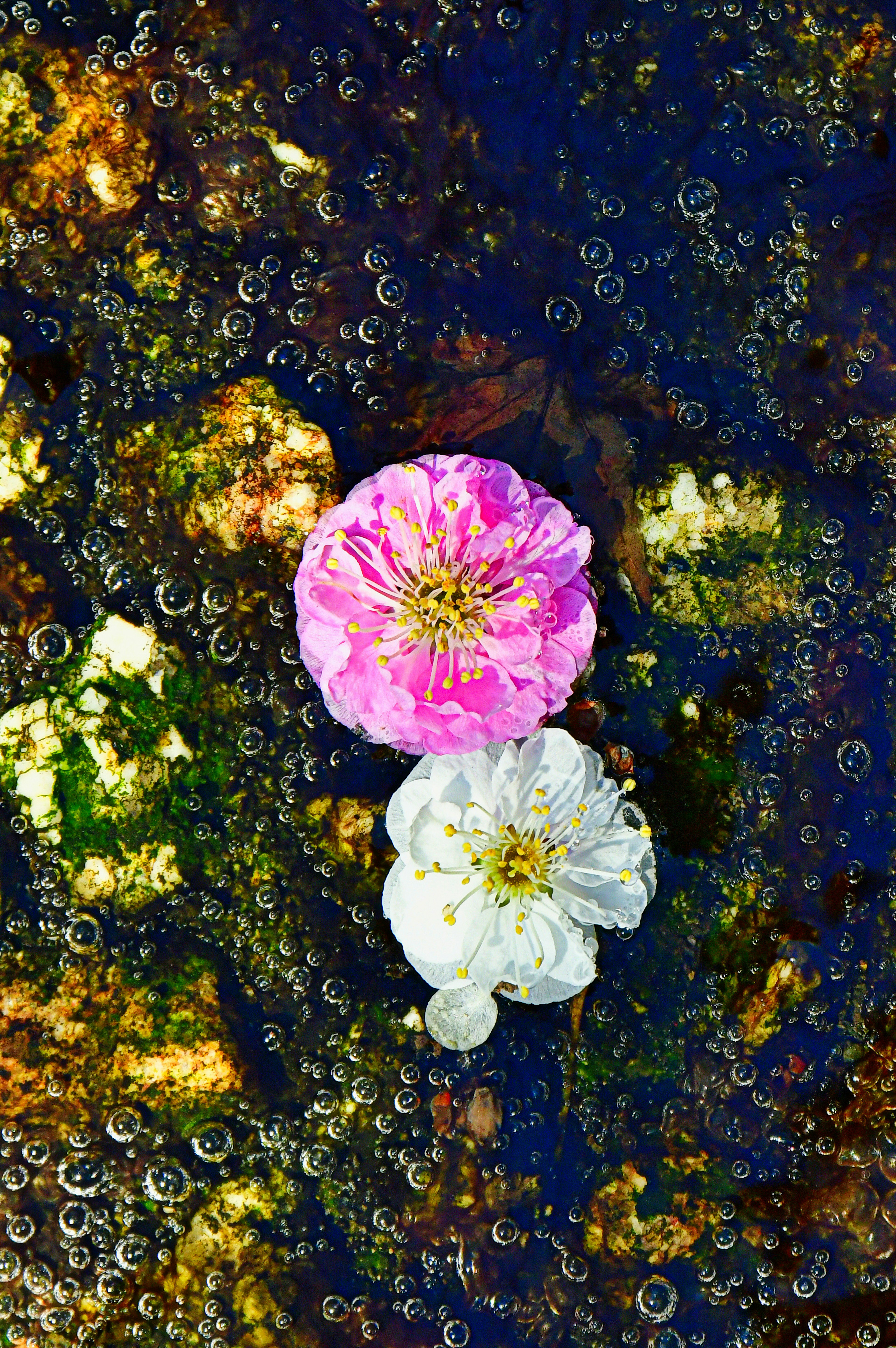 水面に浮かぶピンクと白の花が見える美しい風景