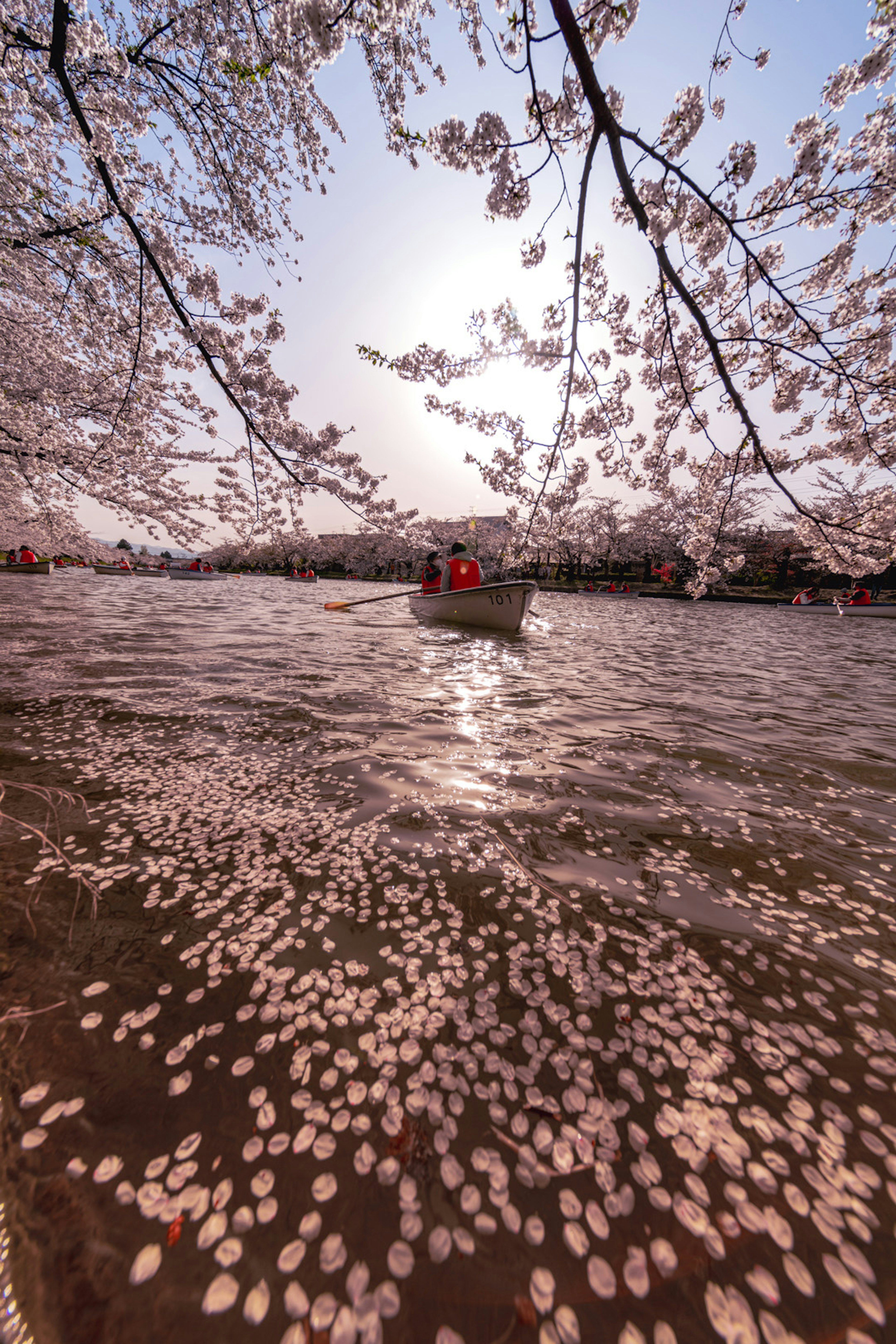 Kelopak bunga sakura mengapung di atas air dengan perahu dan cahaya matahari terbit