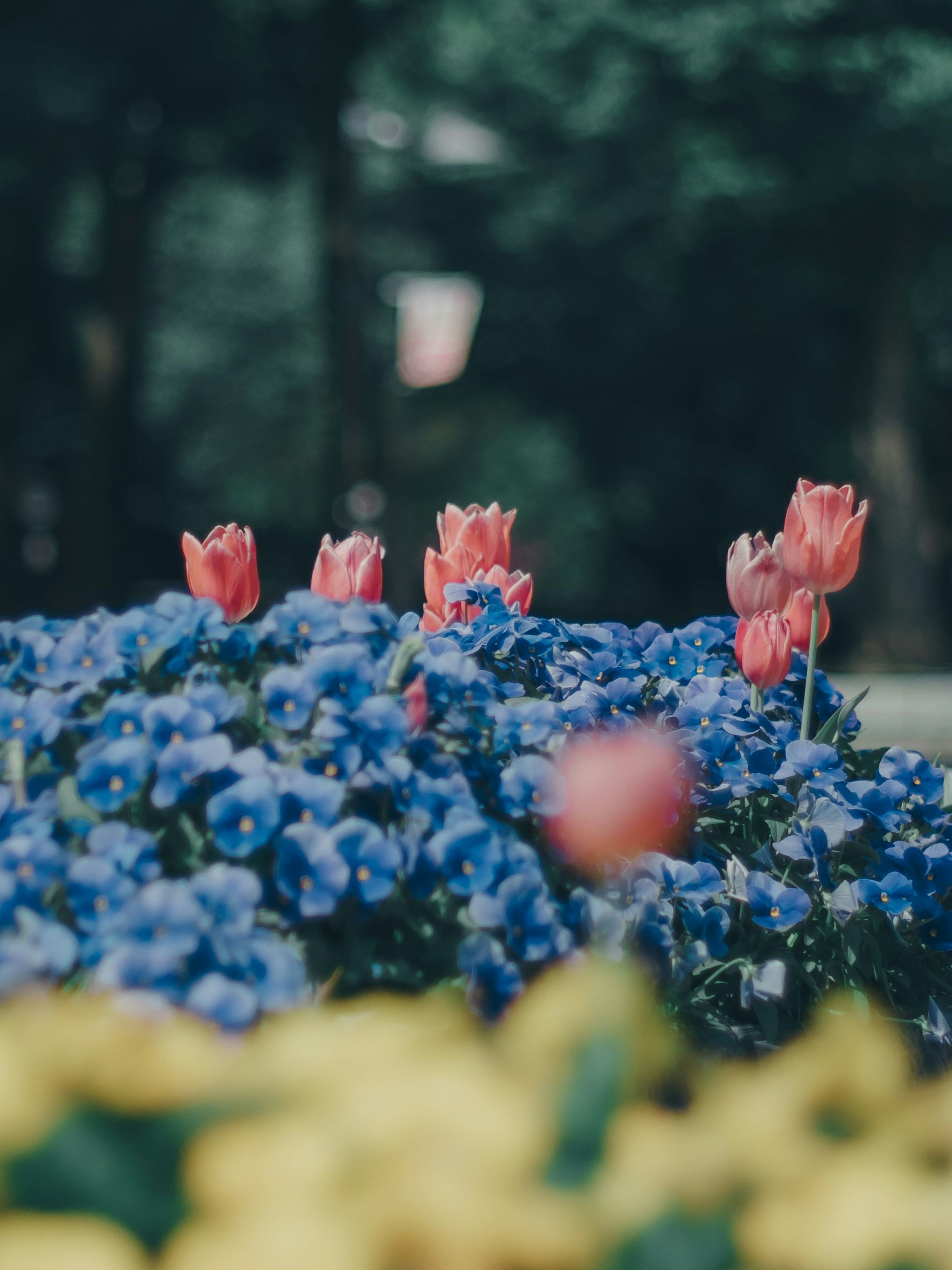 Fiori colorati in fiore con fiori blu e tulipani rossi in primo piano