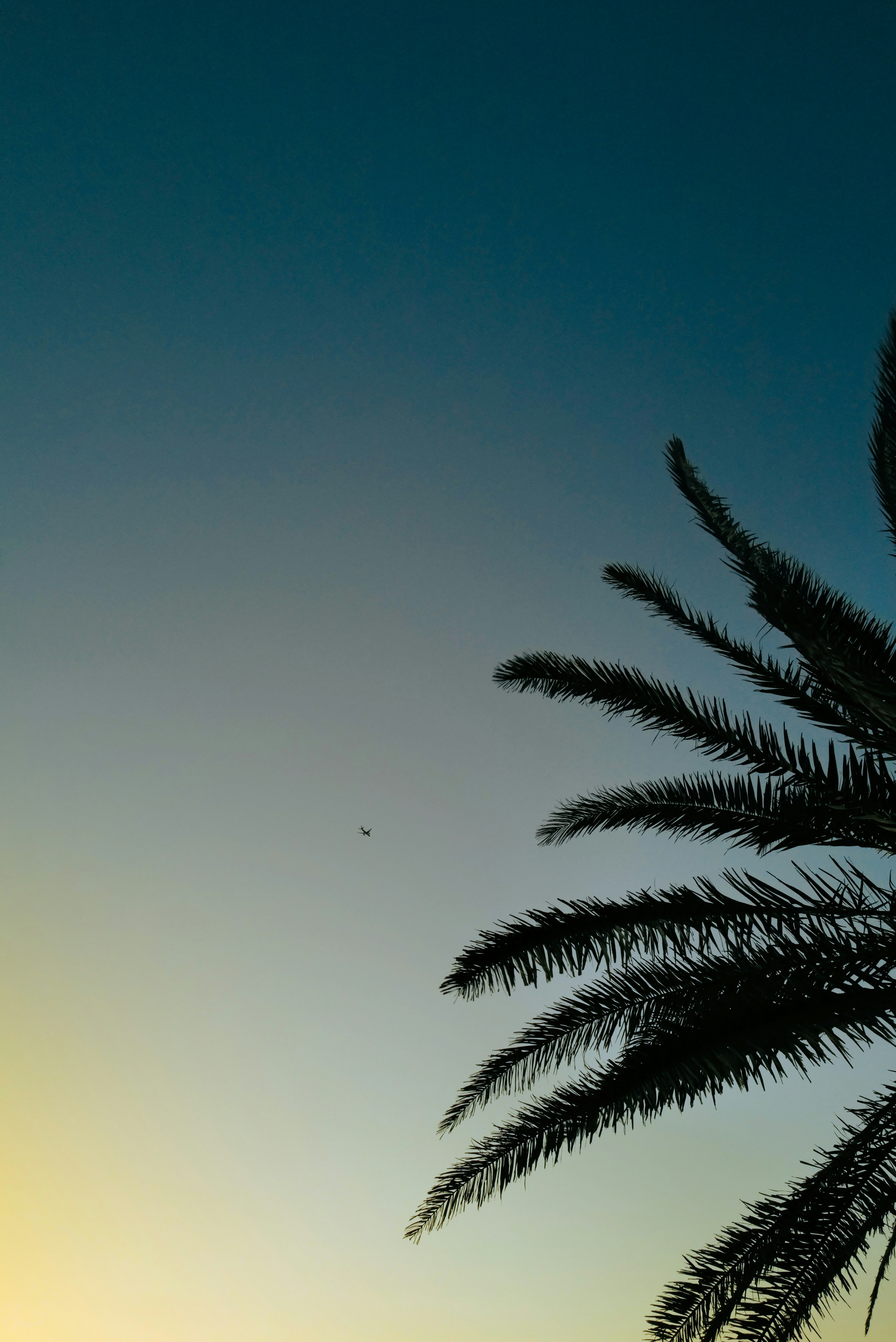 Silhouette of palm leaves against a gradient sky