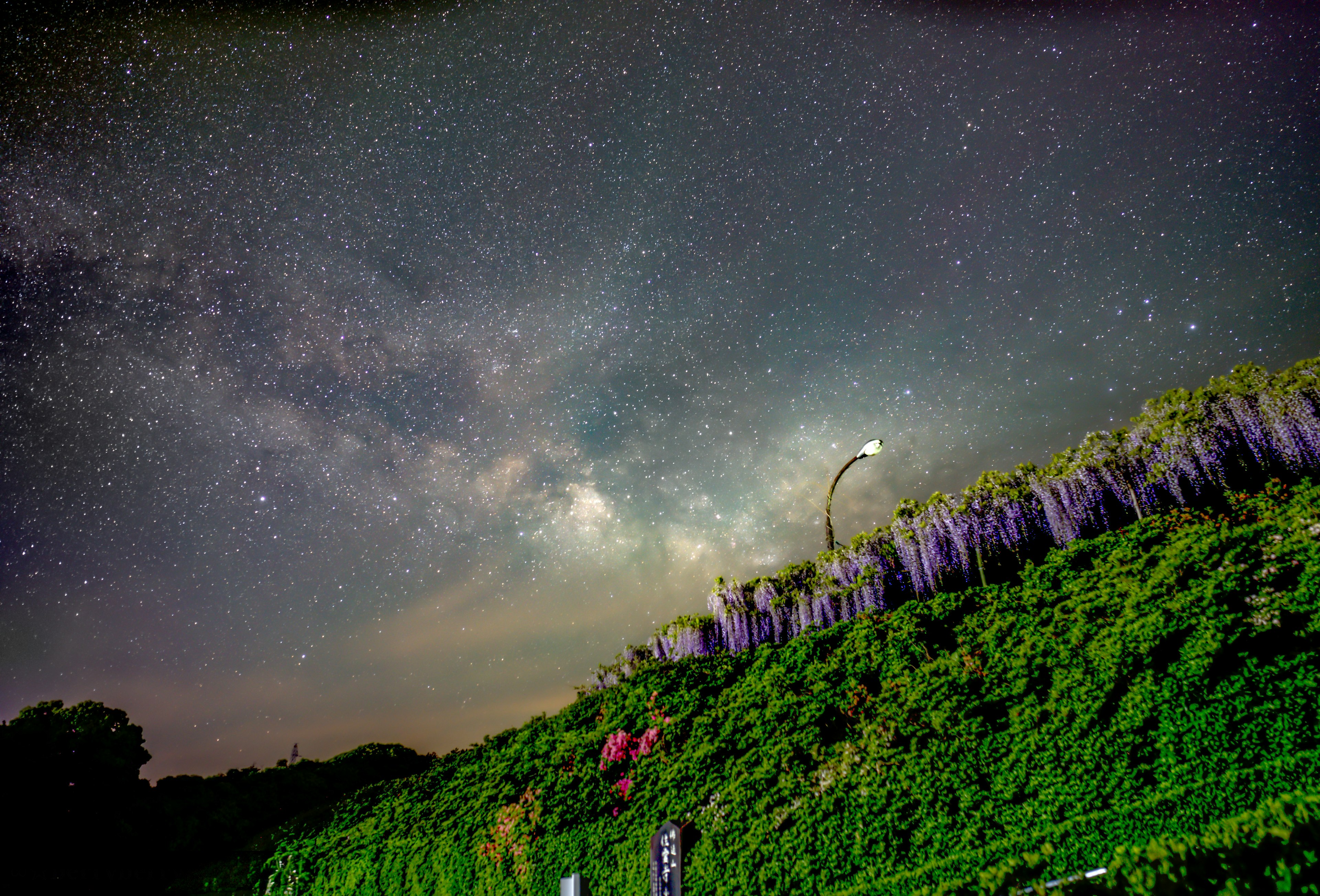 夜空に広がる星々と藤の花が咲く緑の丘