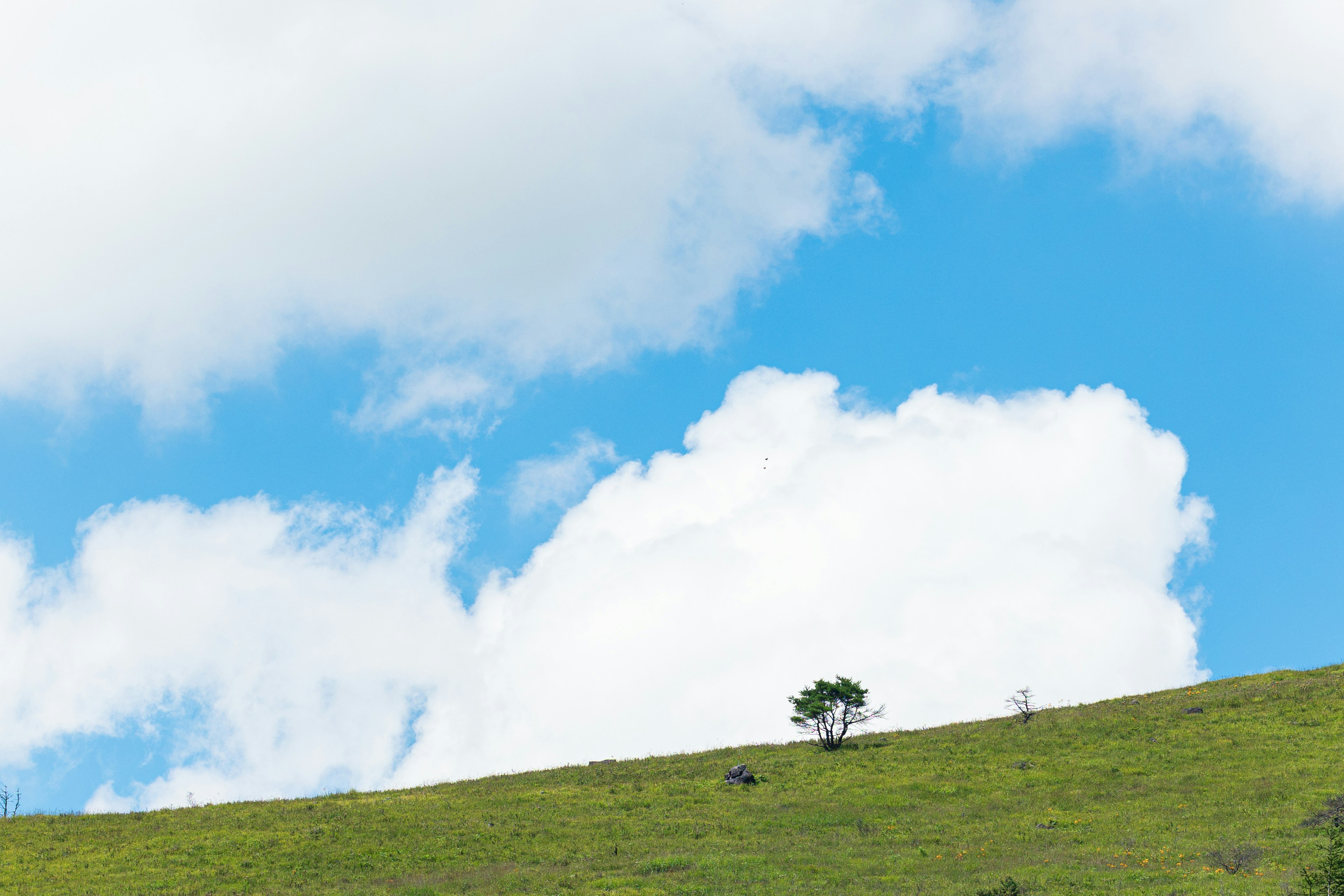 Ein einzelner Baum auf einem grünen Hügel unter einem blauen Himmel