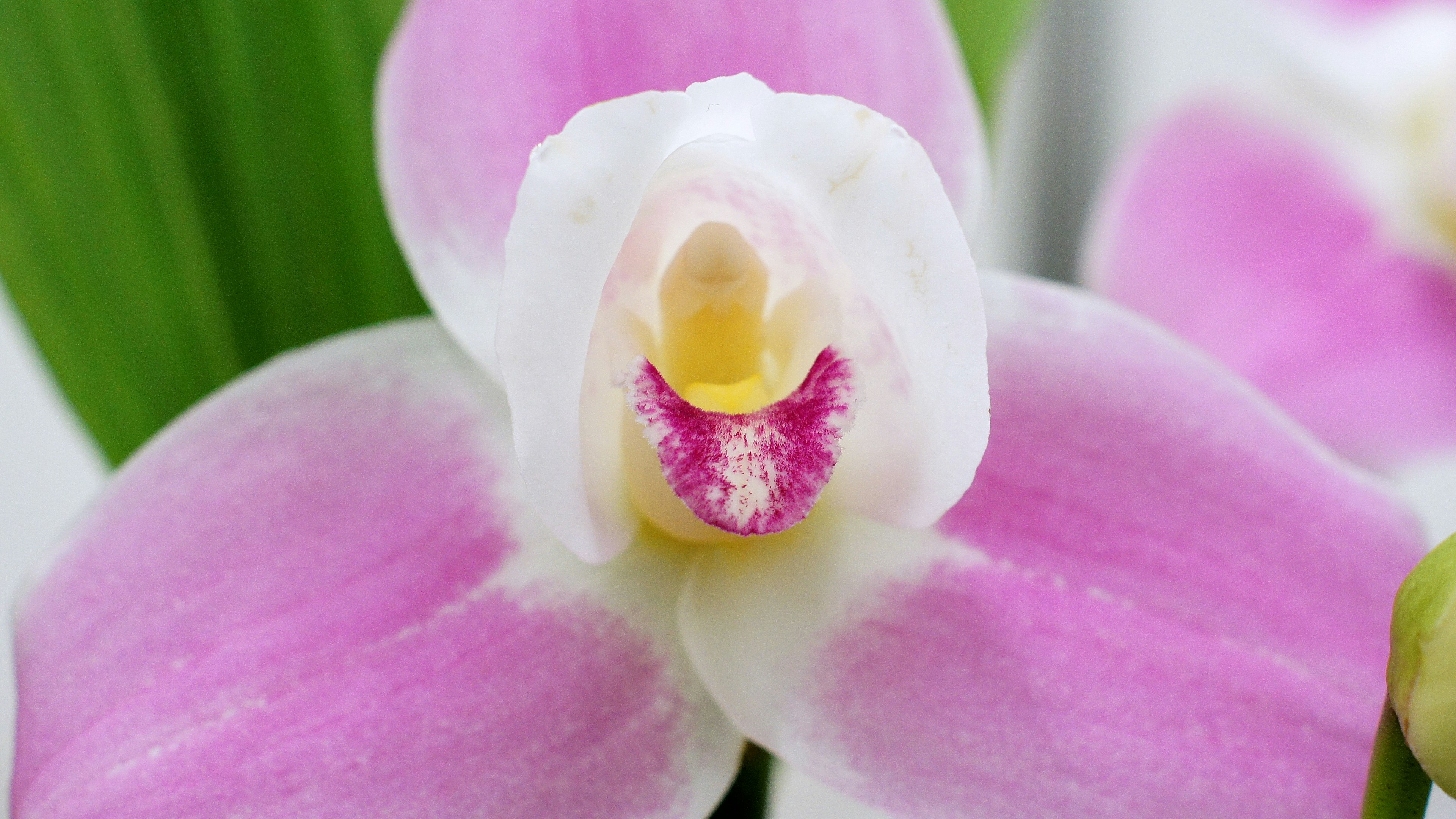 Acercamiento de una flor de orquídea con pétalos rosa vibrantes