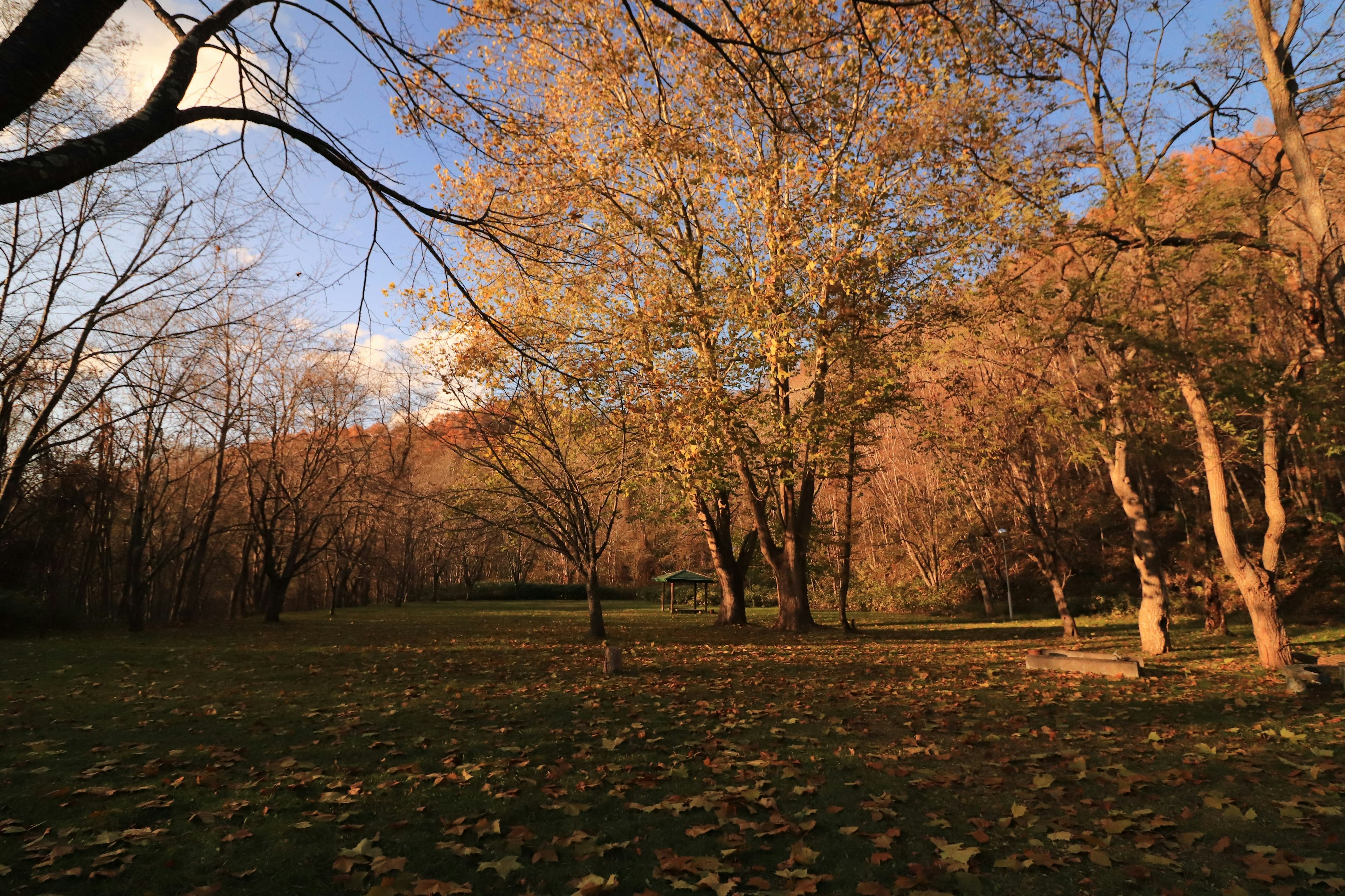 秋の木々と落ち葉が広がる公園の風景