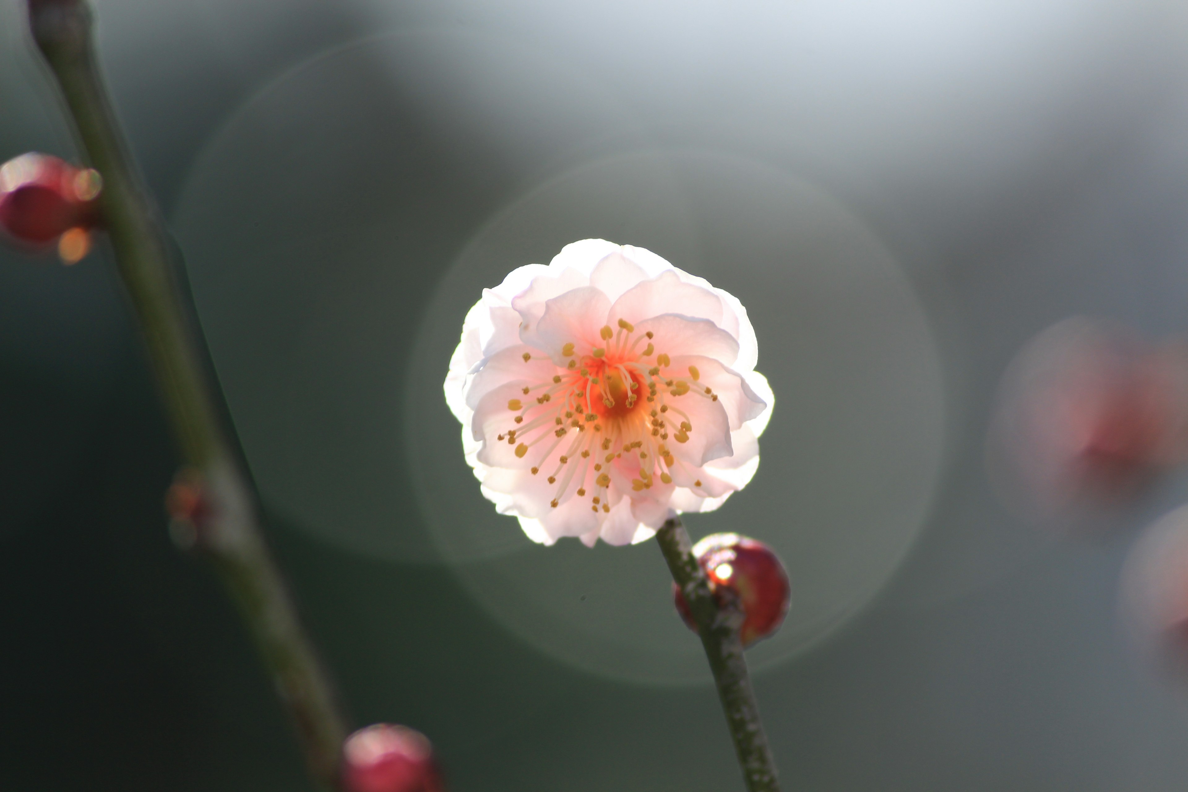 Gros plan d'une fleur de prunier rose pâle sur une branche