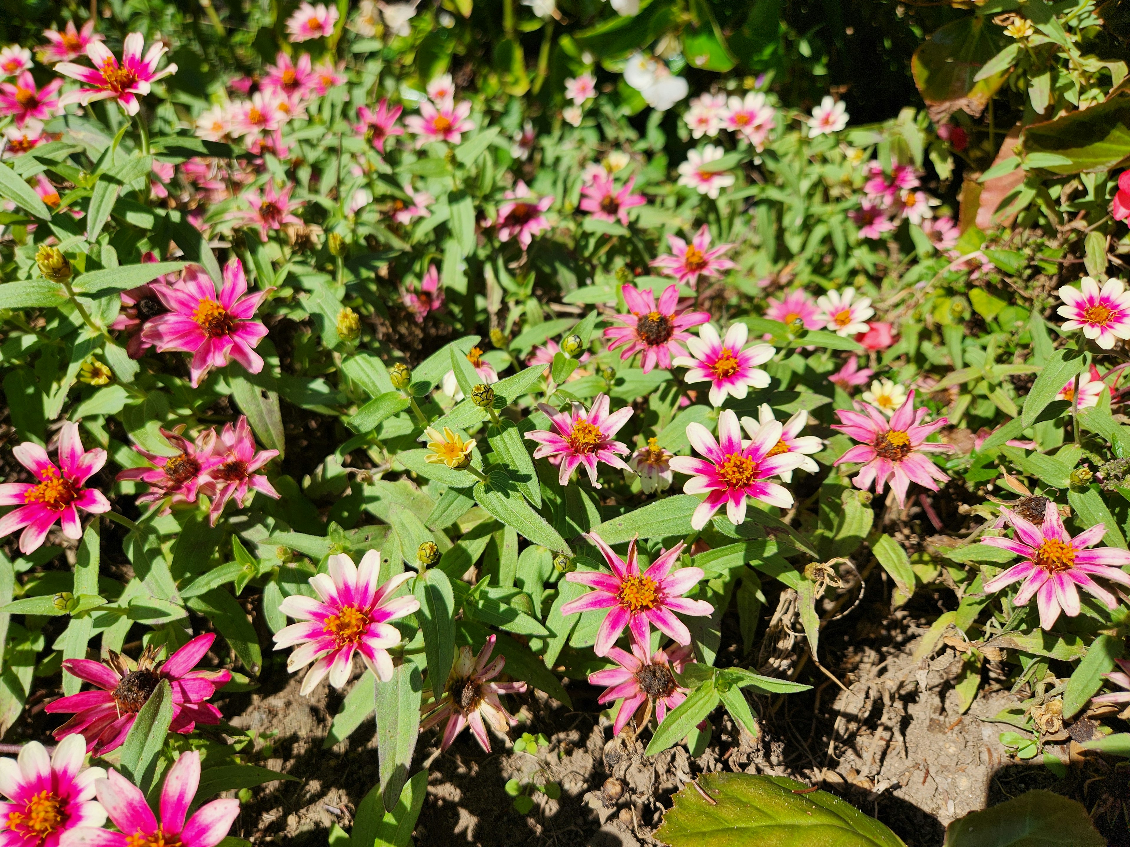 色とりどりの花が咲き乱れる緑の庭の景色