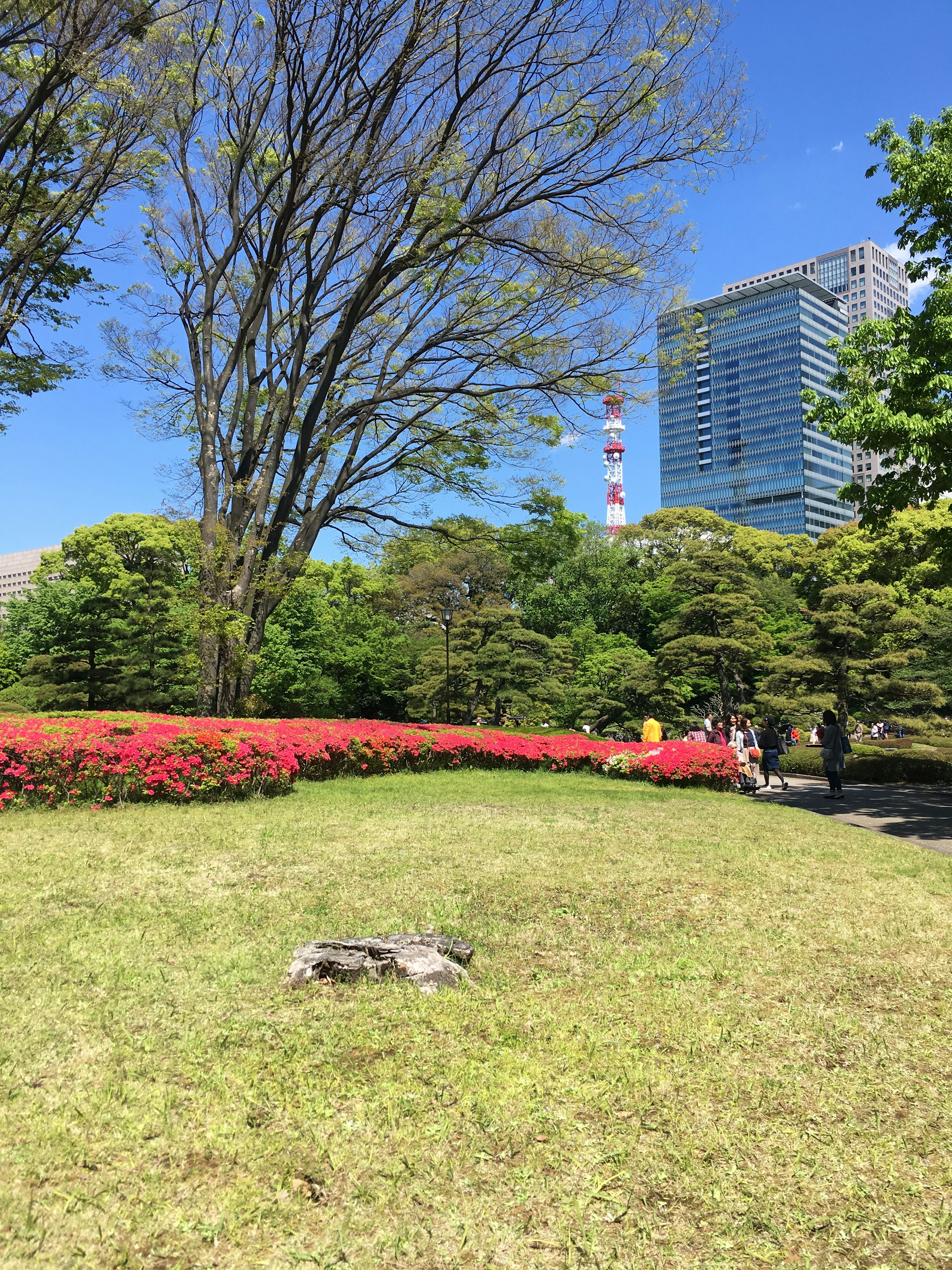 青空の下にある公園の風景 色とりどりの花が咲いている 近くに高層ビルと人々が見える