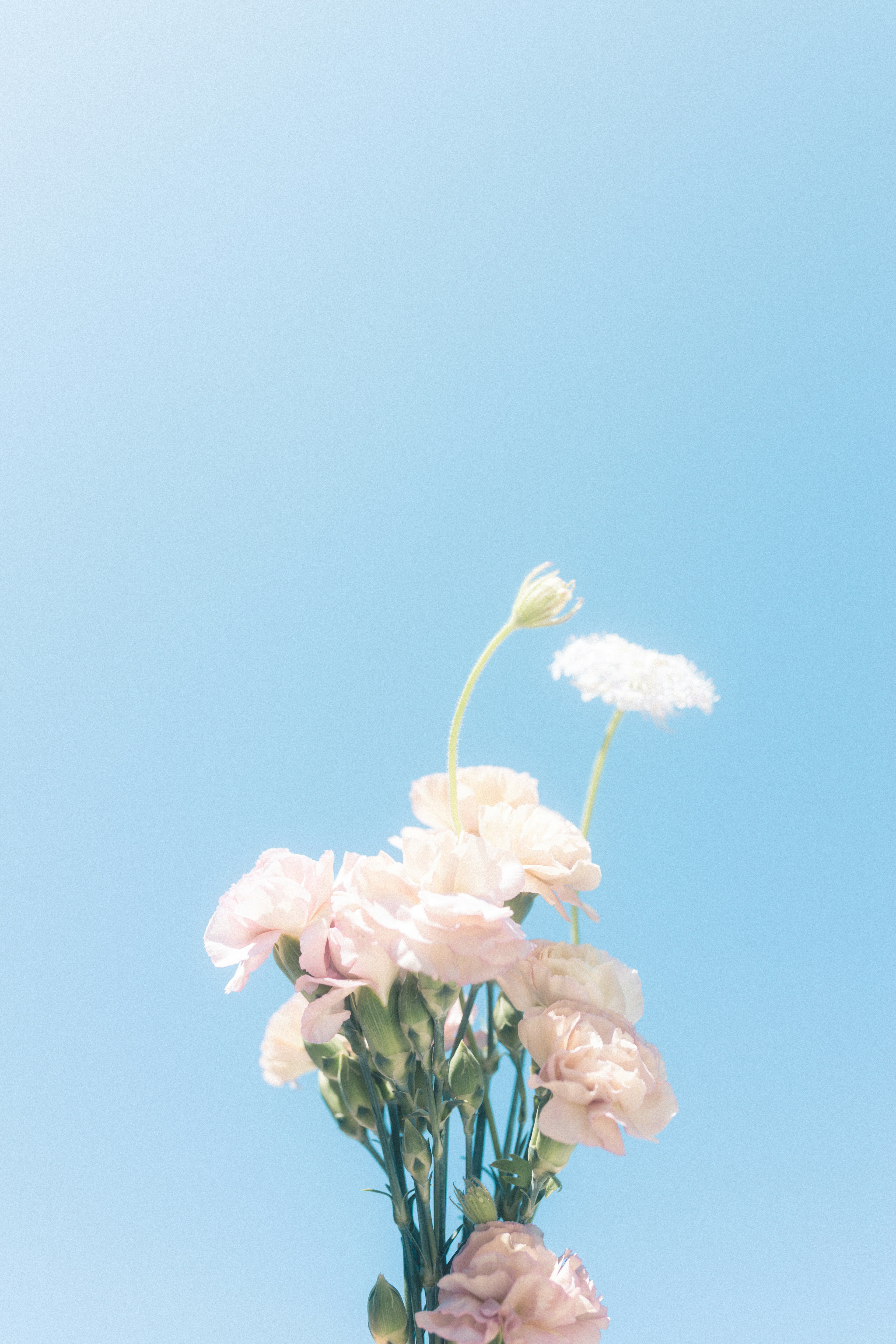 A bouquet of pink flowers against a blue sky