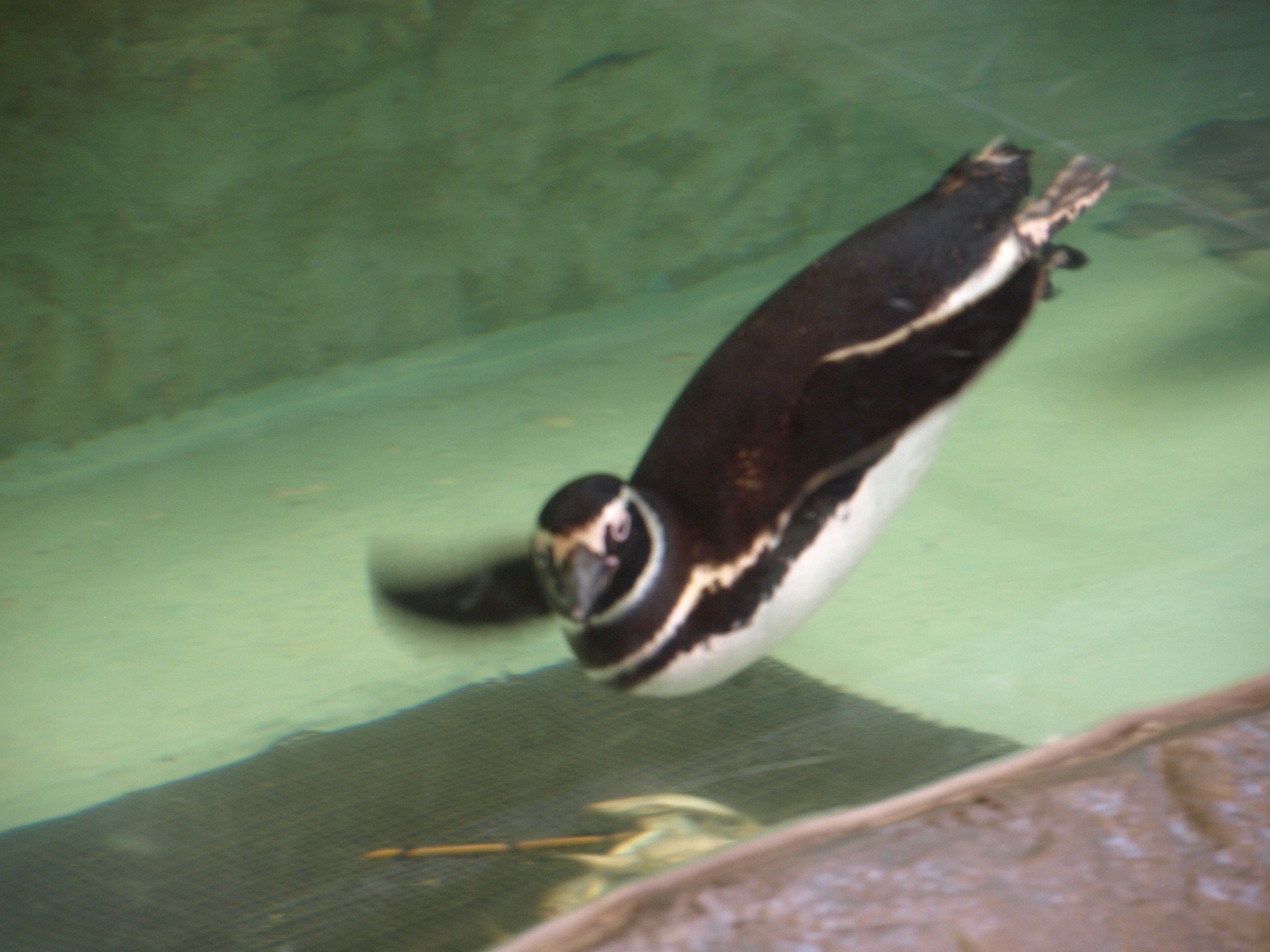 Pinguin, der unter Wasser mit einem stromlinienförmigen Körper schwimmt