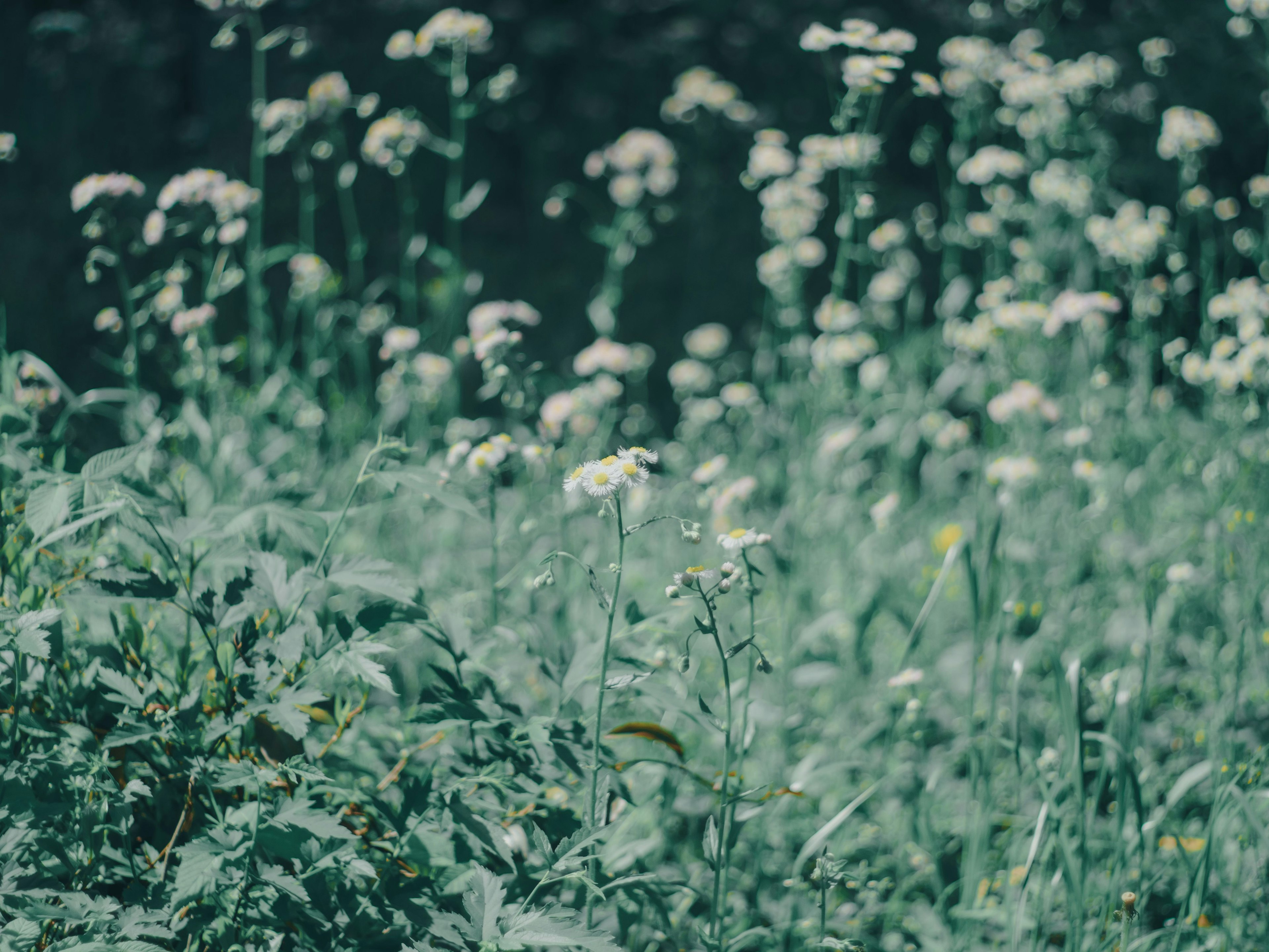 Ein üppiges grünes Feld mit blühenden weißen Blumen
