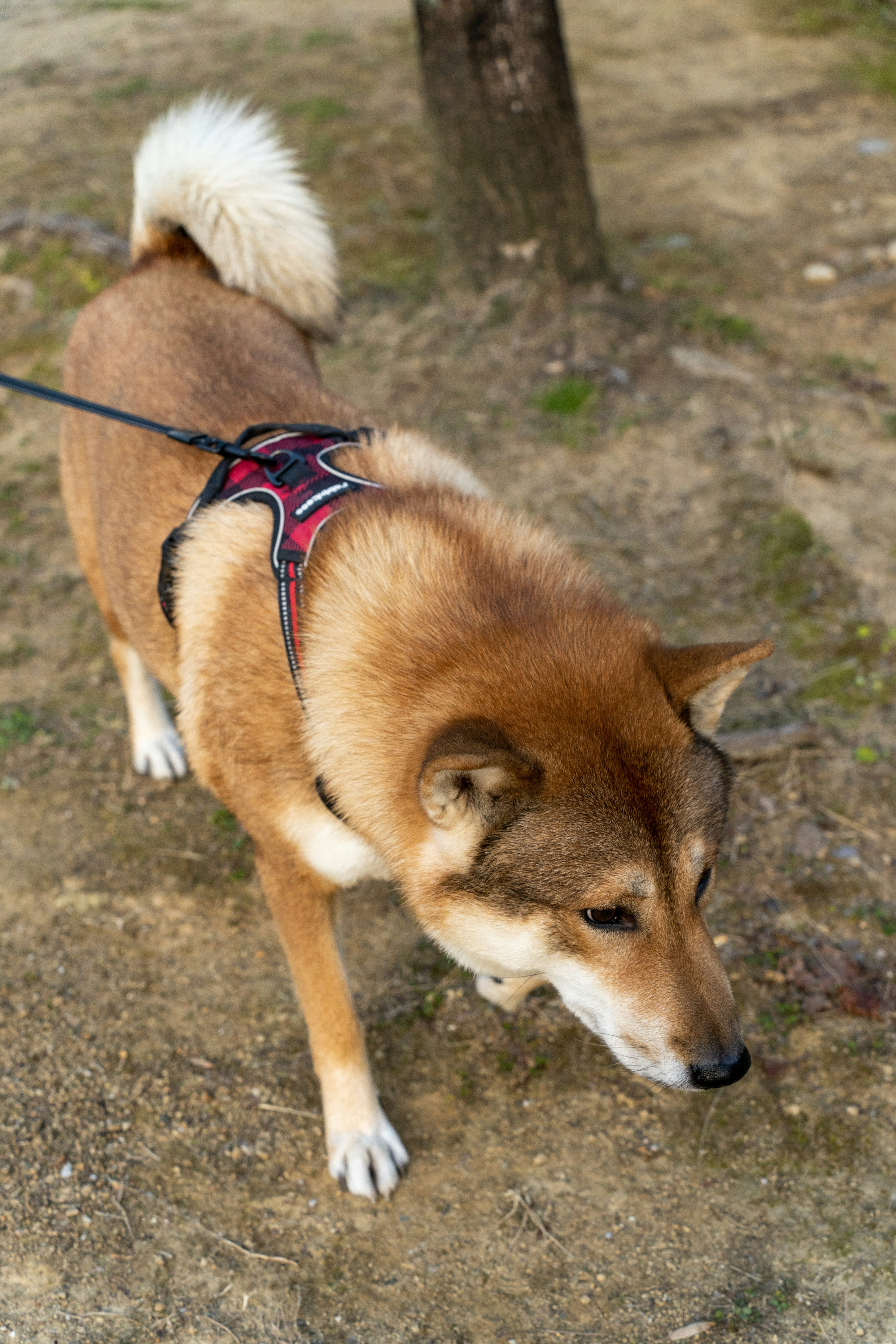 散歩中の柴犬がリードを付けている