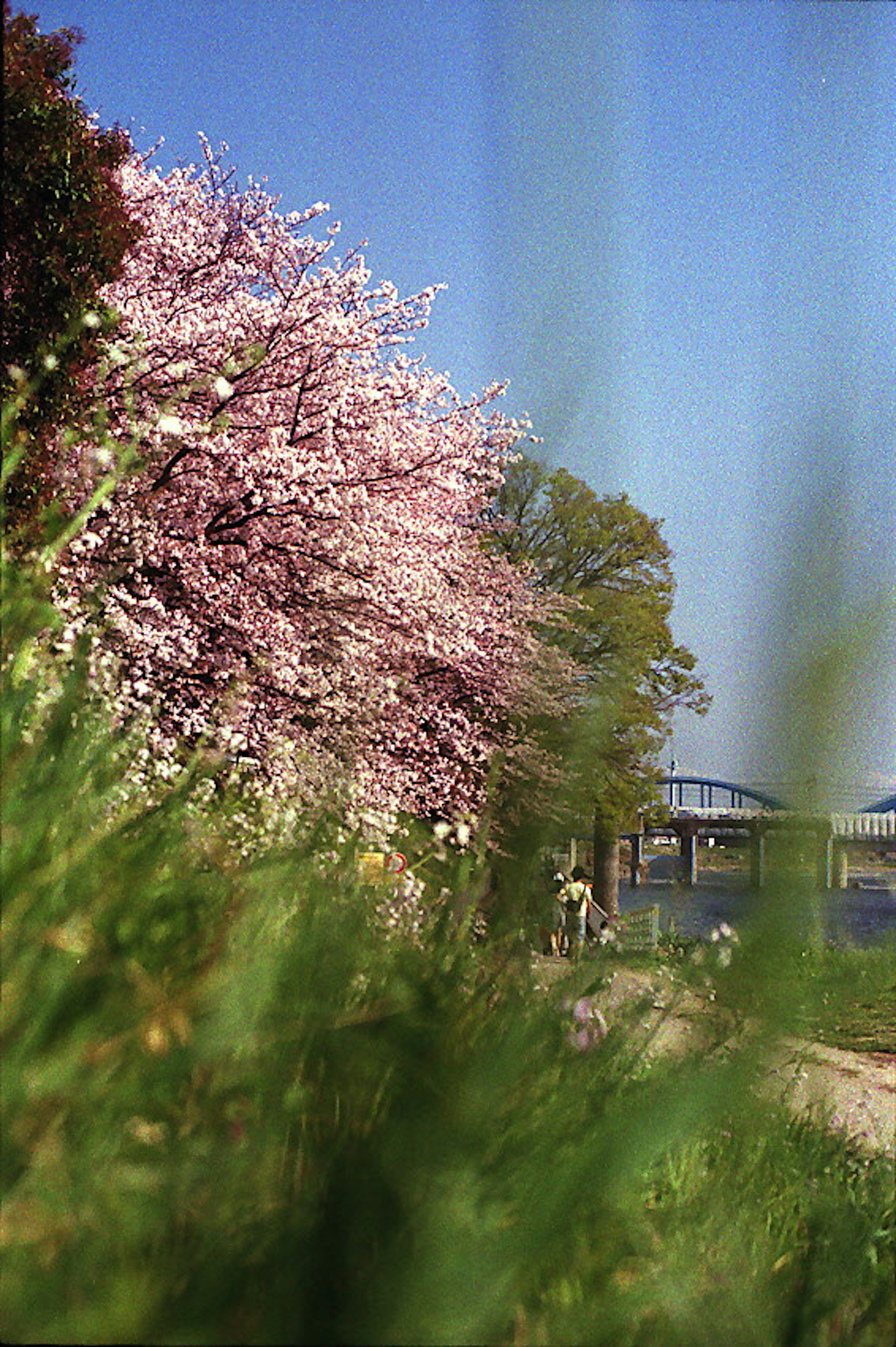 Scène d'arbres en fleurs et d'herbe verte sous un ciel bleu