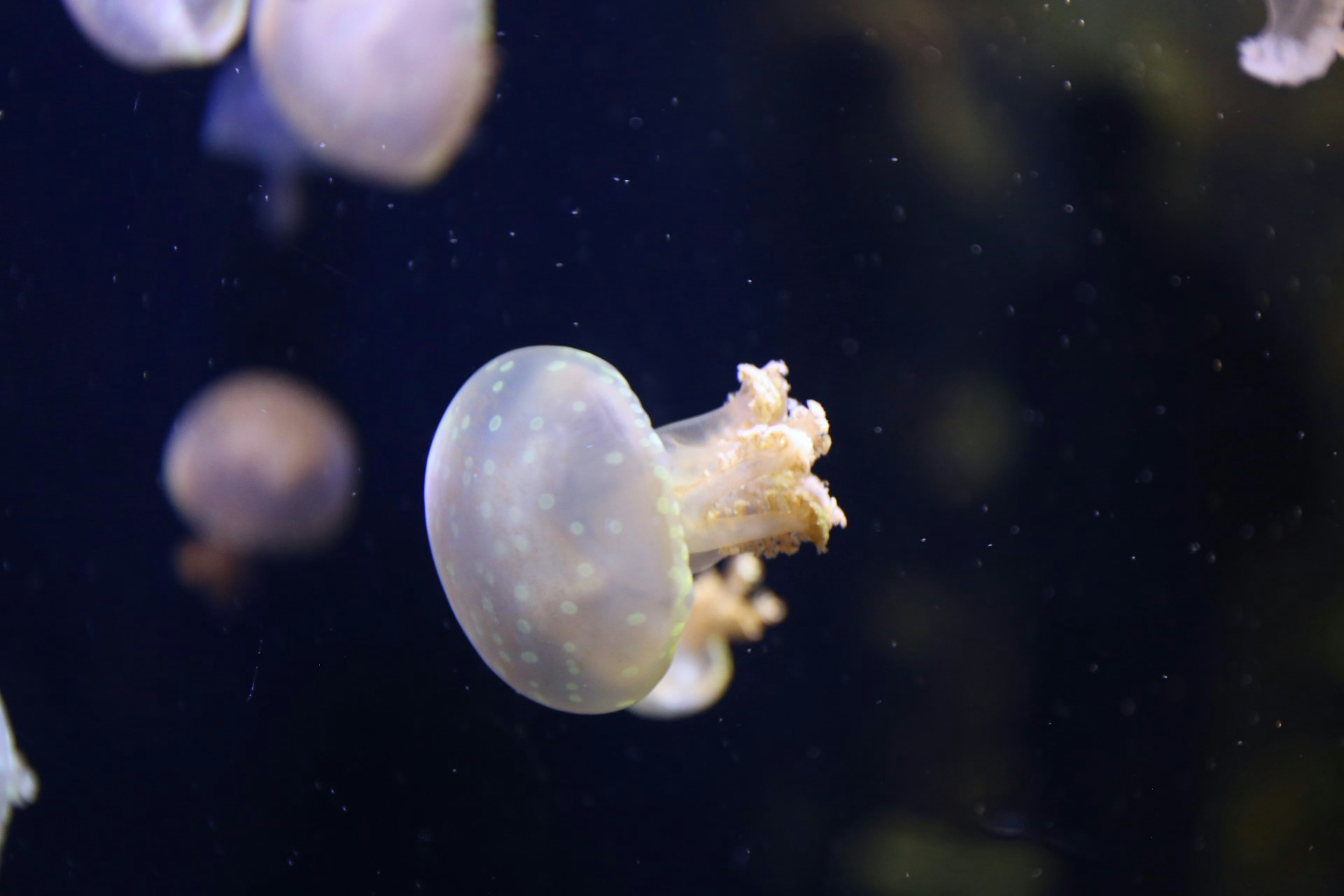 Una medusa transparente flotando en el agua