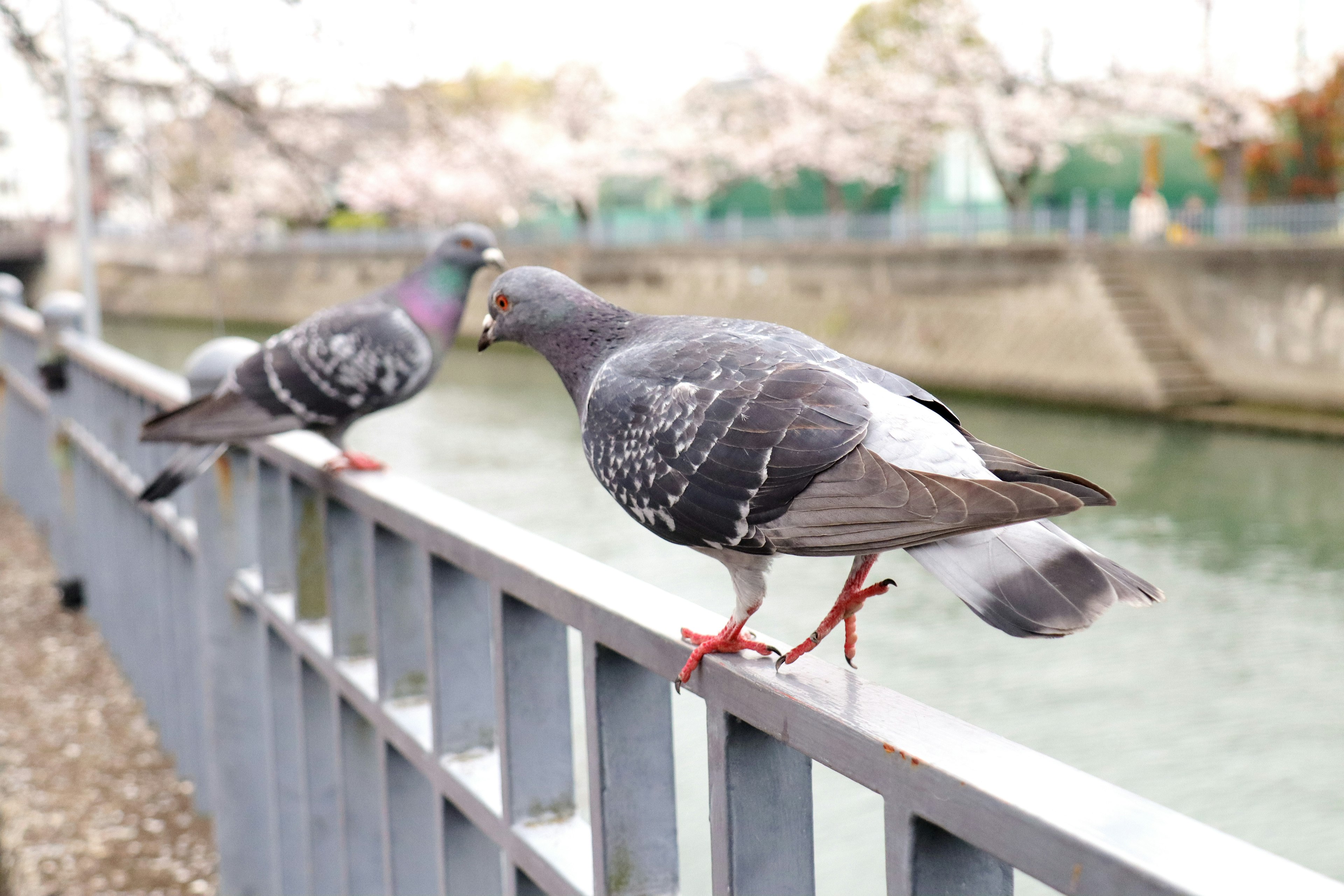 Burung merpati bertengger di pagar di tepi sungai dengan bunga sakura di latar belakang