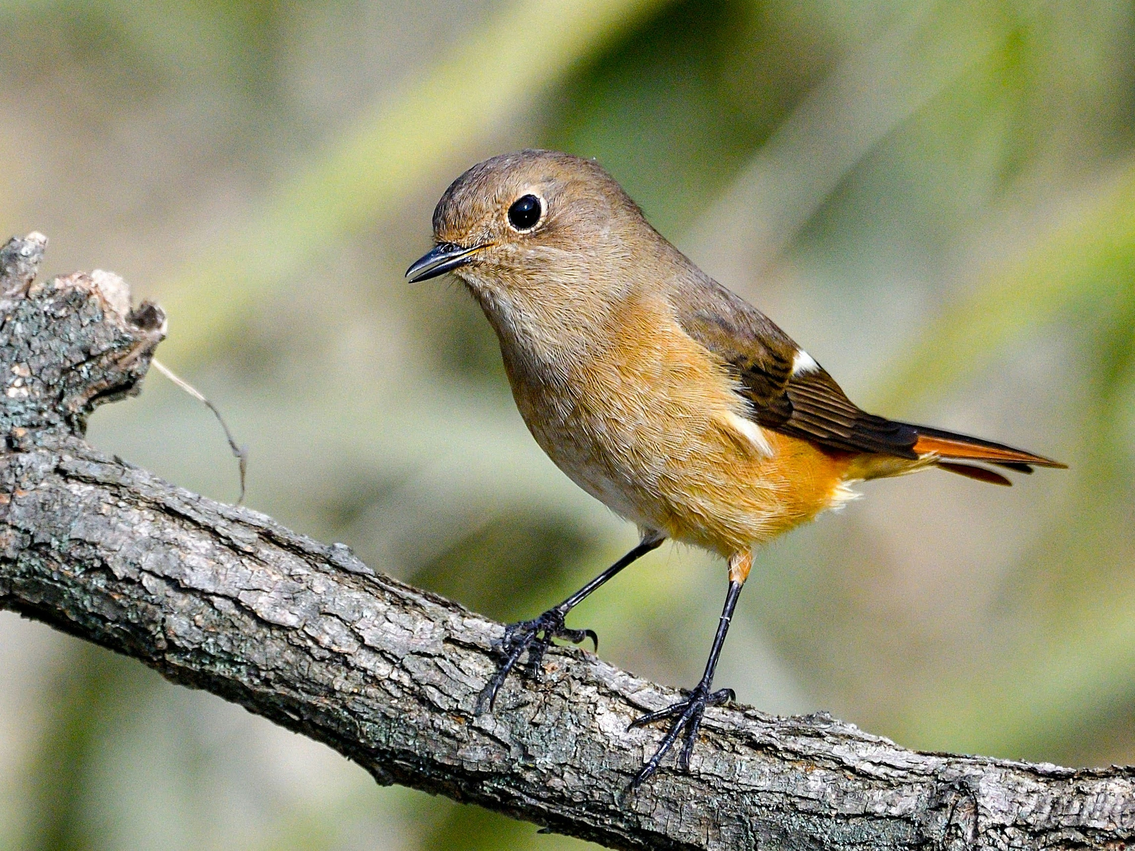 Un pequeño pájaro posado en una rama