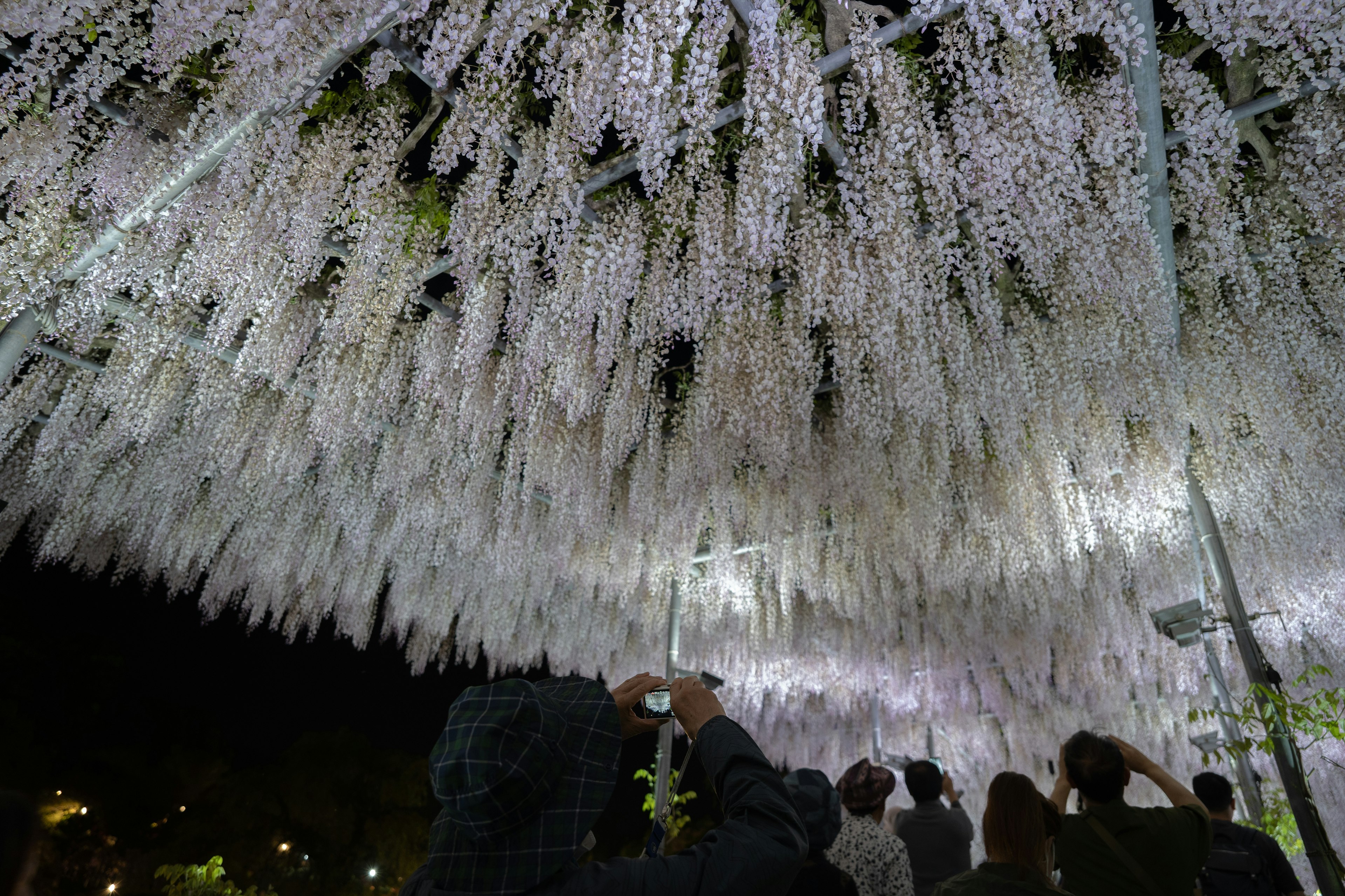 Visitantes mirando hacia arriba en un túnel de flores de glicinia iluminado por la noche