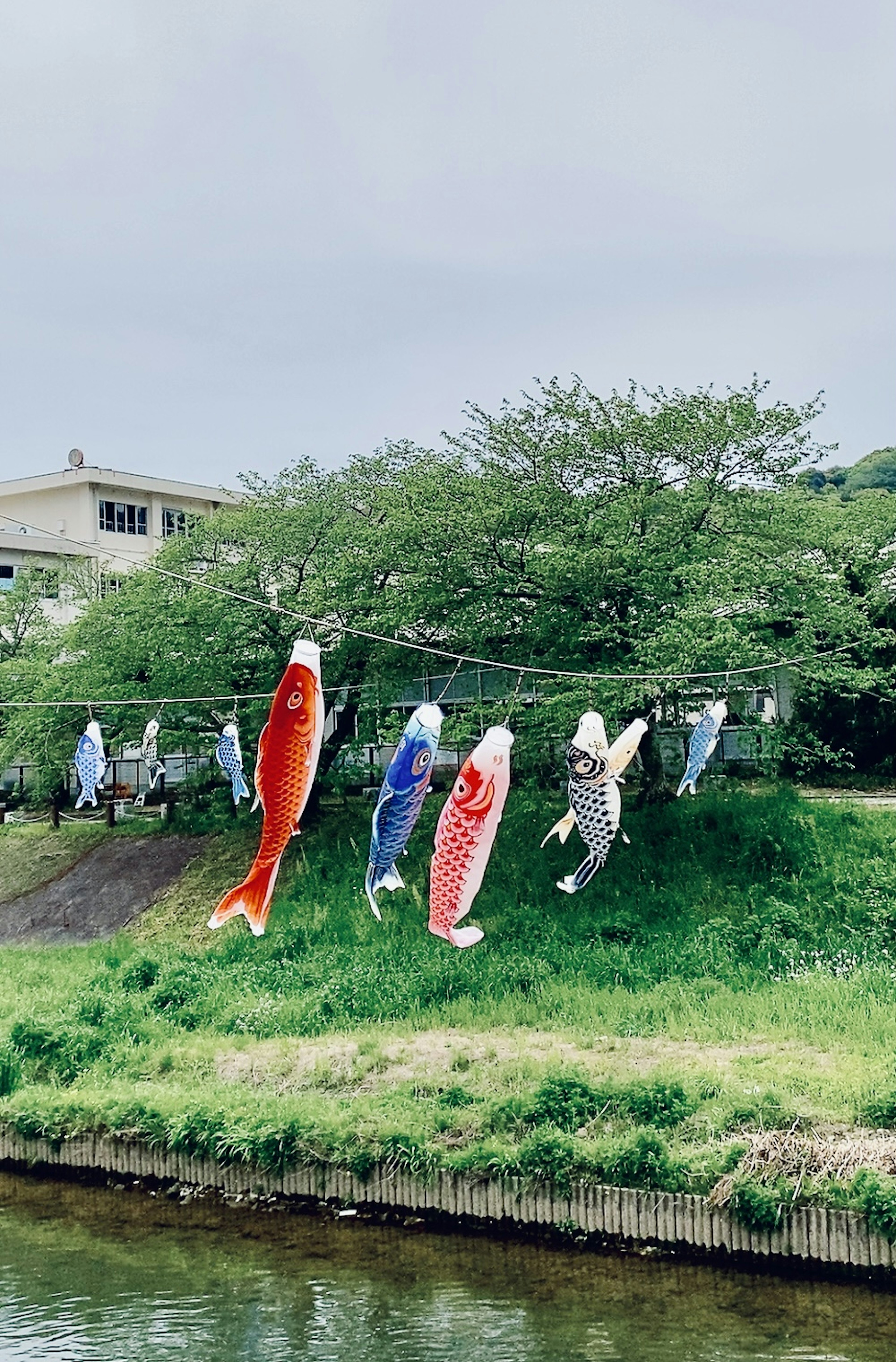 川沿いに吊るされたカラフルなこいのぼりと緑の木