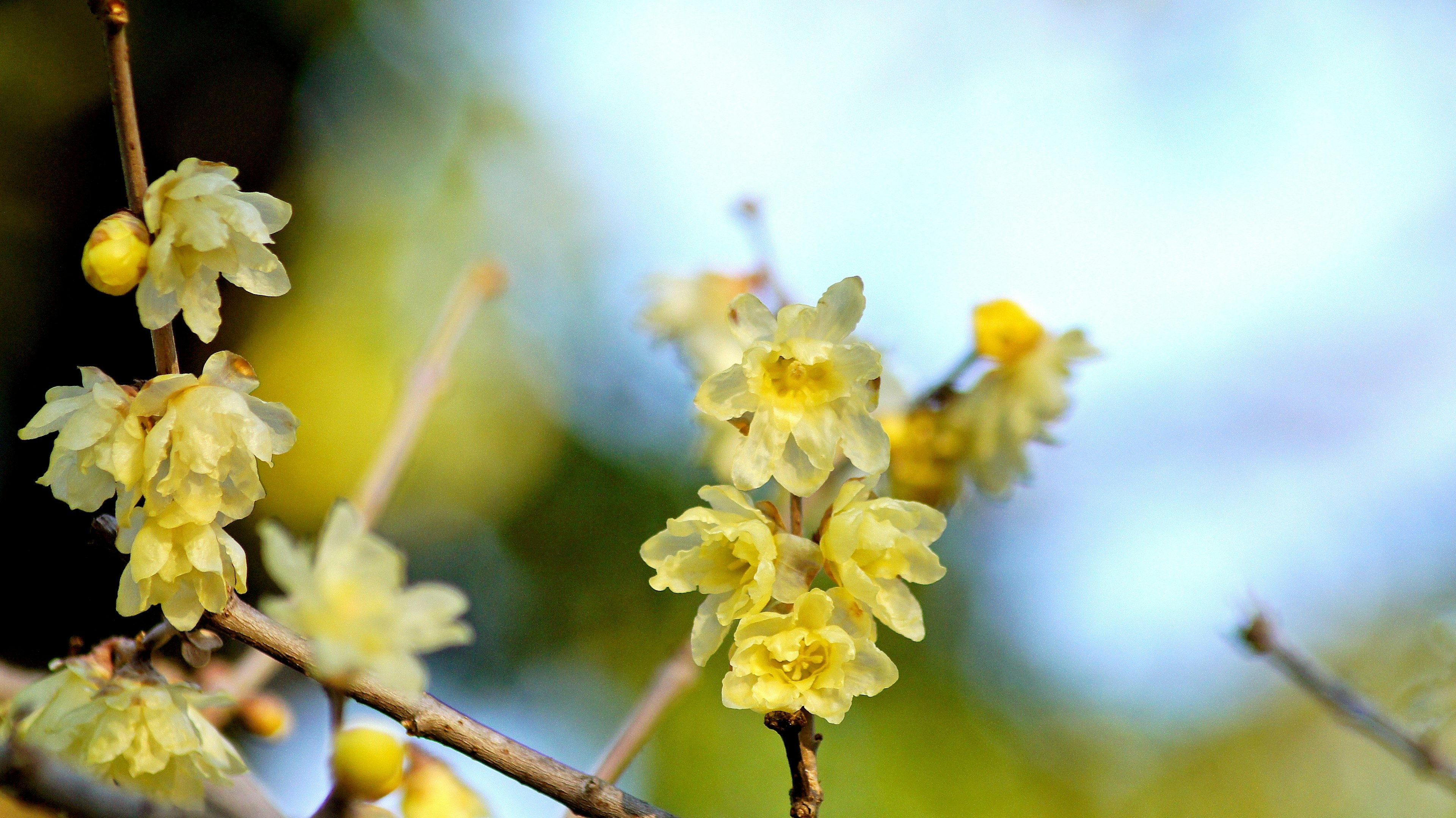 ภาพใกล้ของกิ่งก้านที่มีดอกไม้สีเหลืองเบ่งบาน