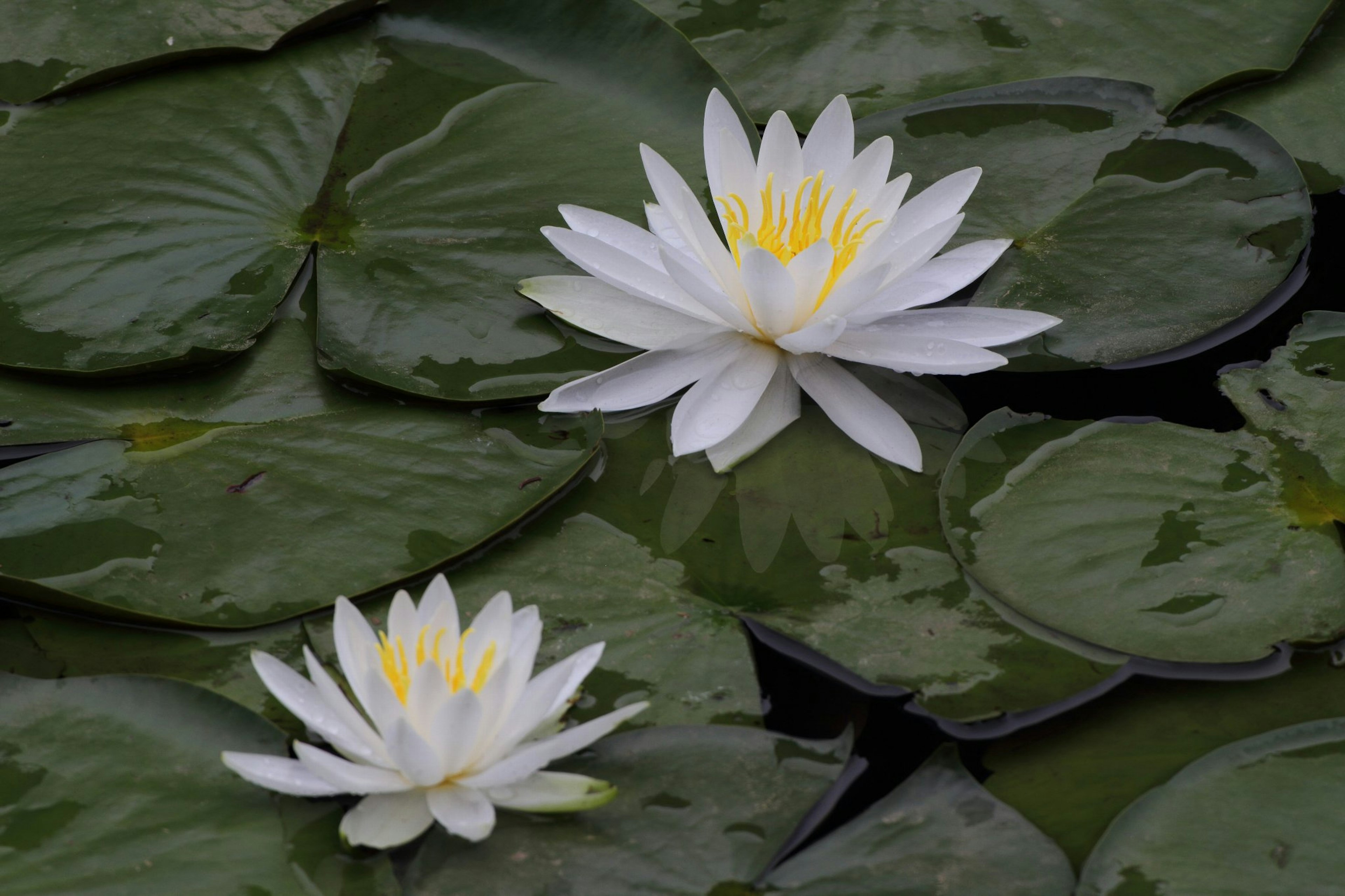 Beautiful scene of white water lilies floating on green leaves