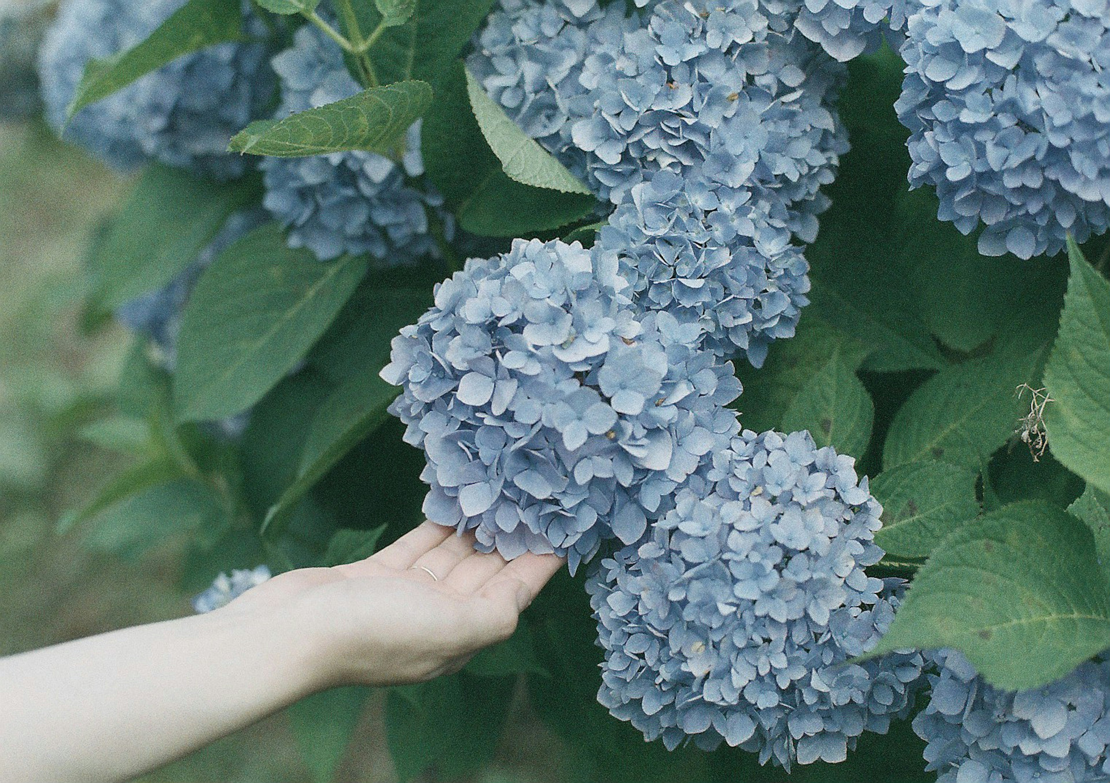 A hand gently touching blue hydrangea flowers and green leaves