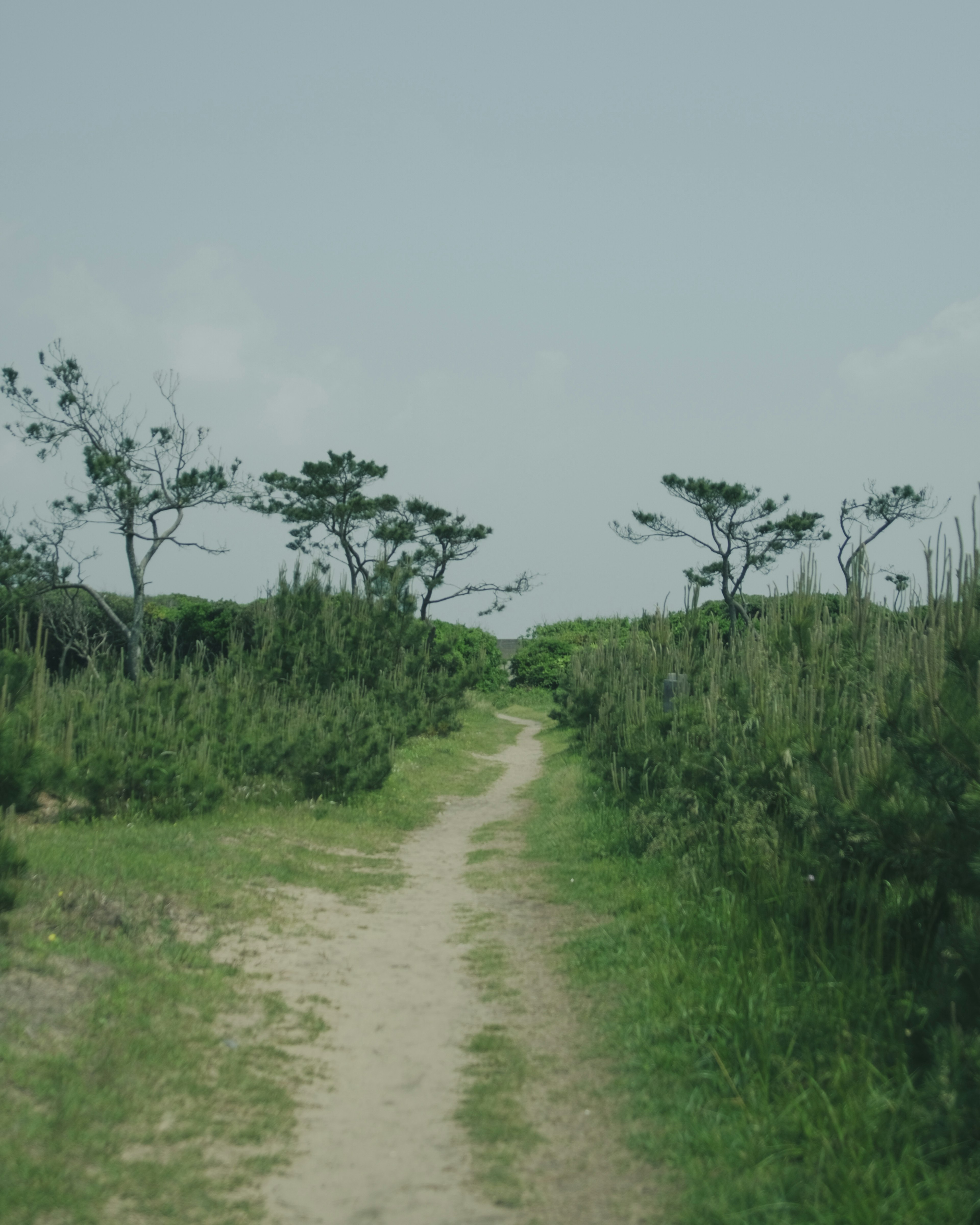 緑の草と木々に囲まれた小道の風景