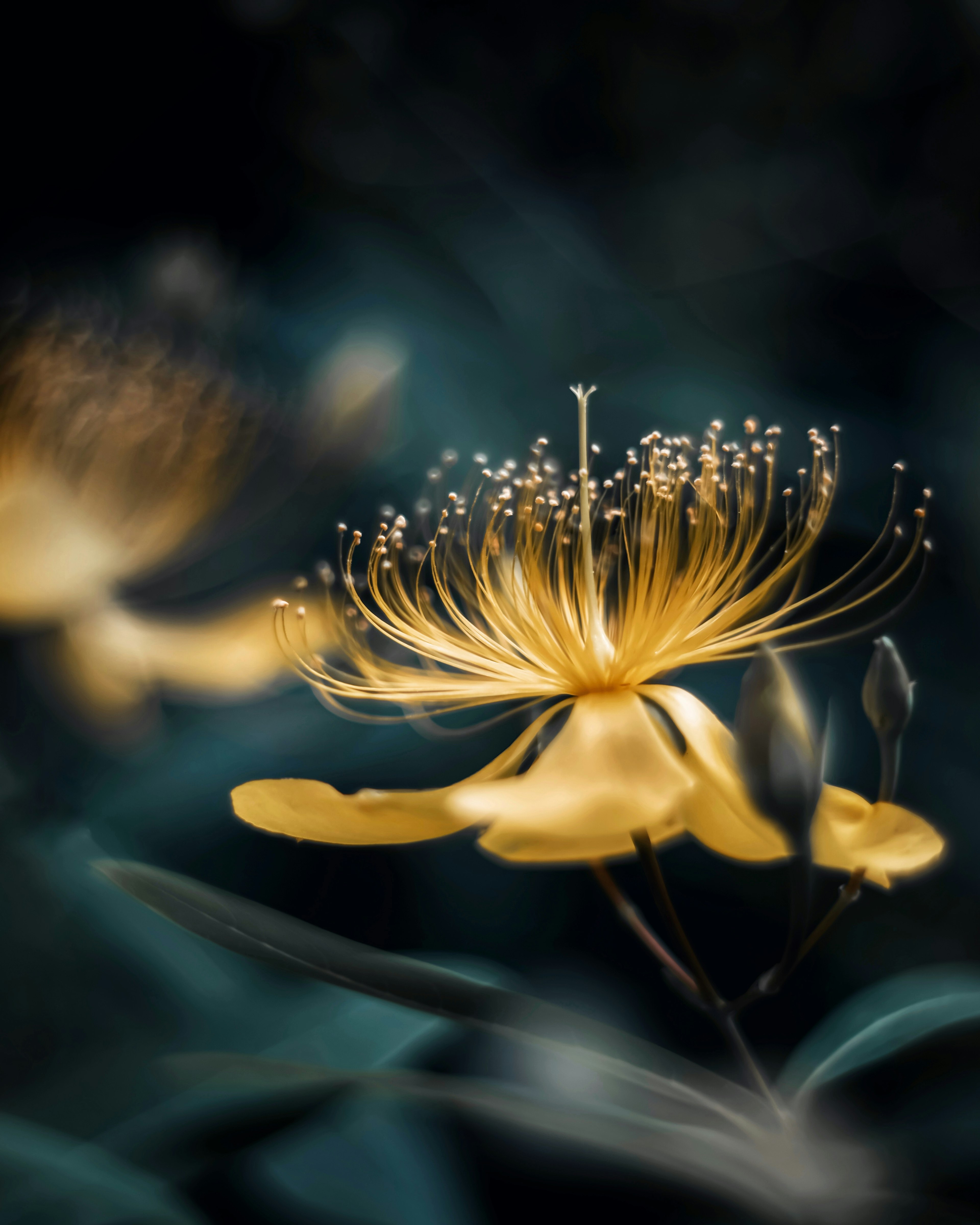 A yellow flower with delicate petals and prominent stamens against a dark background