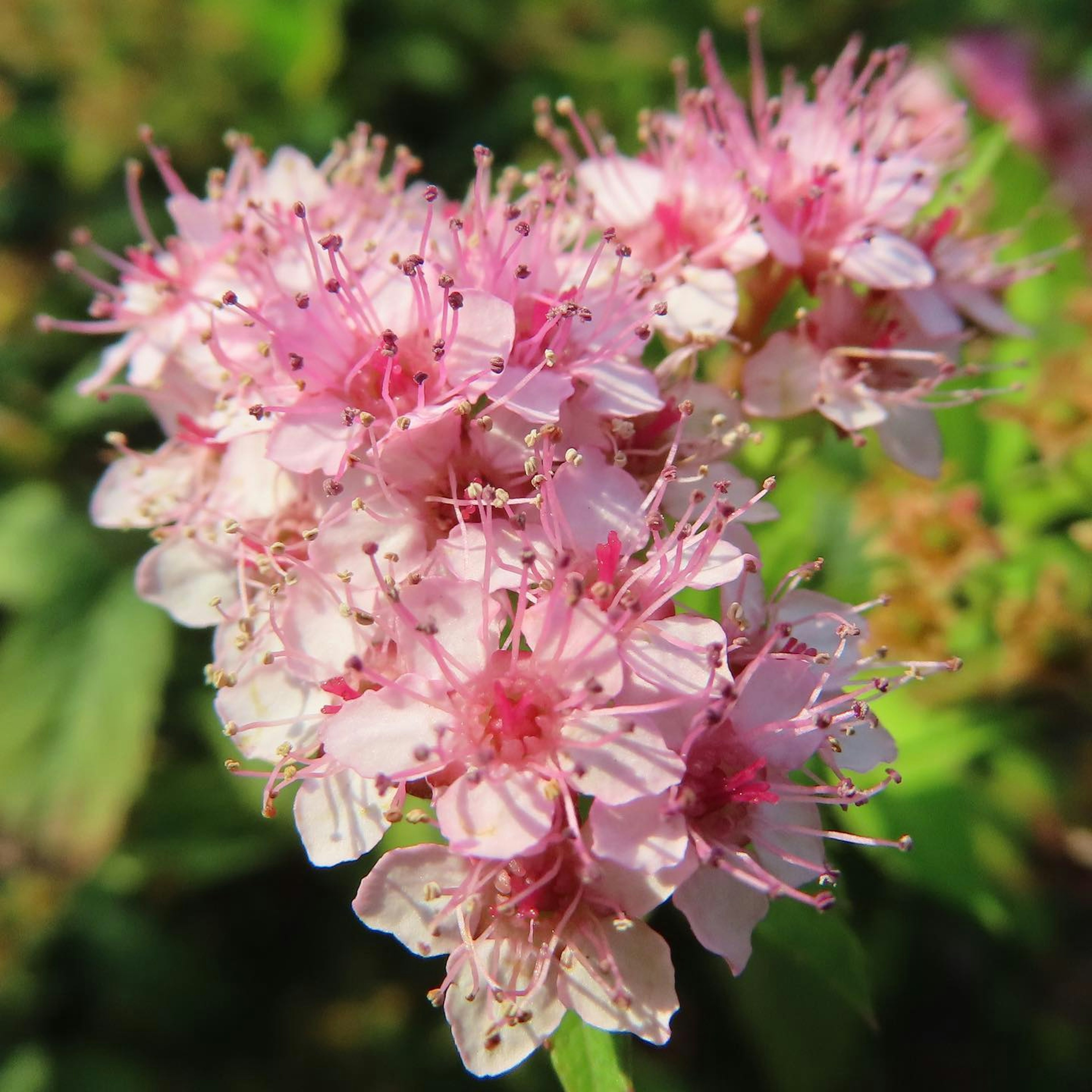 Bellissimo bouquet di fiori rosa a grappolo