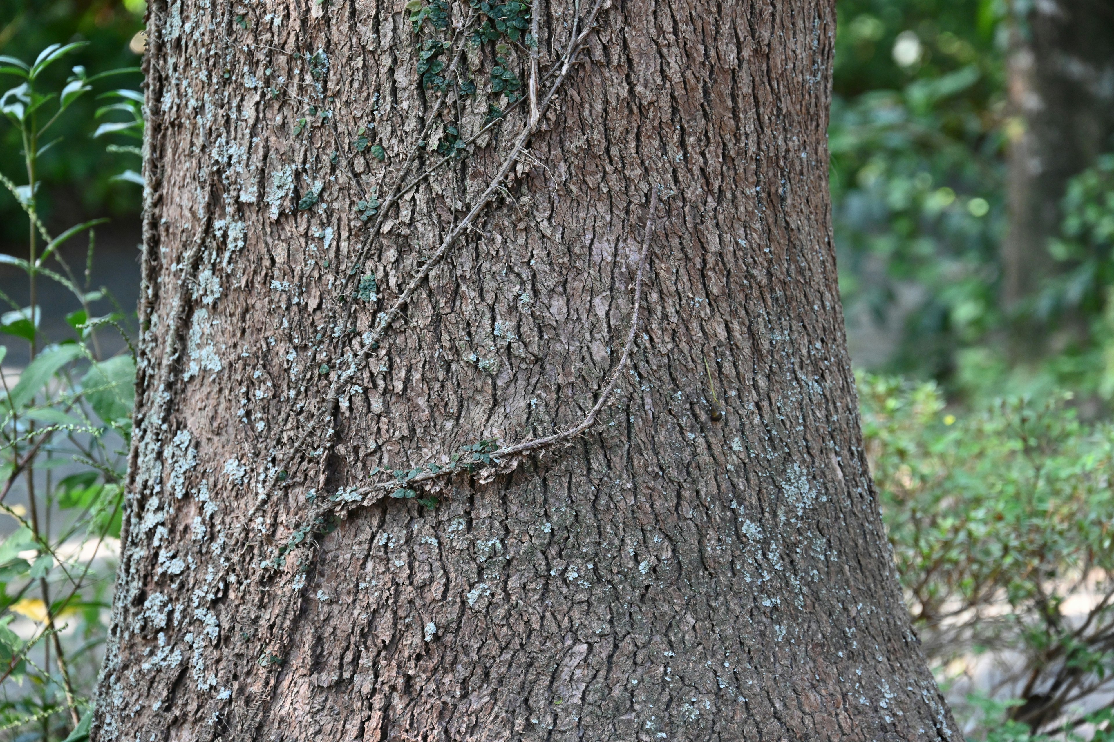 Superficie detallada de un tronco de árbol con enredaderas