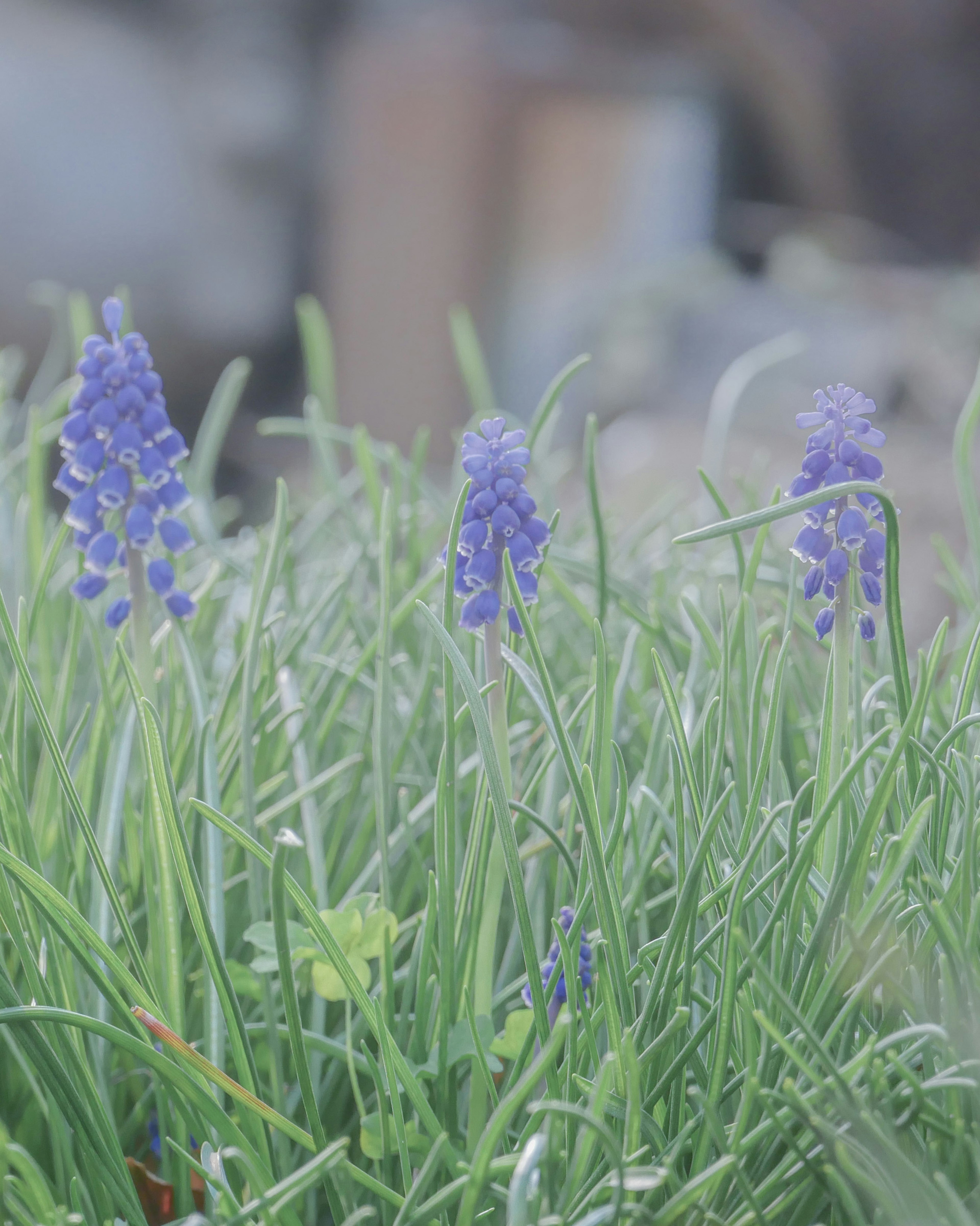 Paesaggio con fiori viola tra l'erba verde