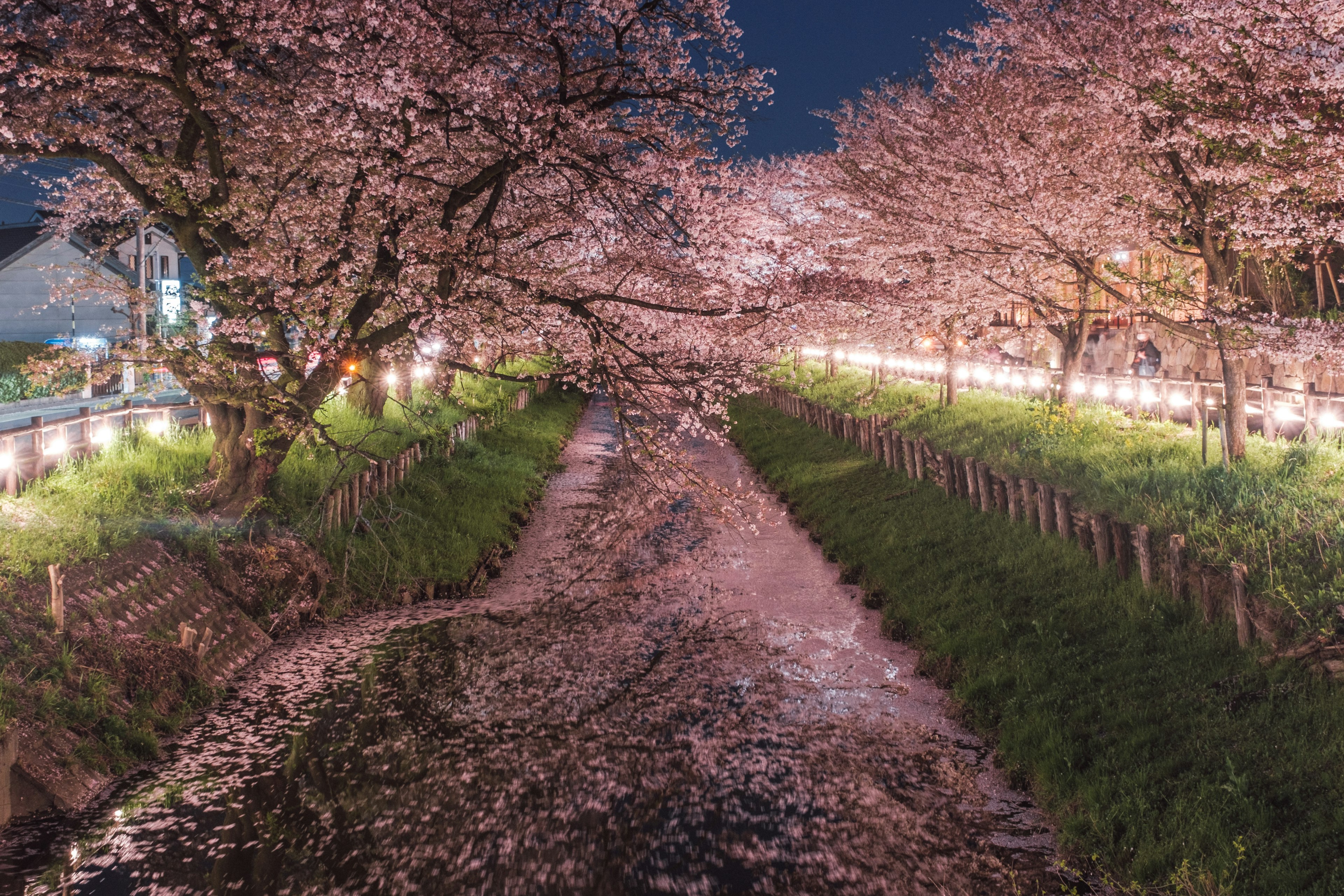 夜桜が咲く川沿いの風景 桜の花びらが散る道と照明