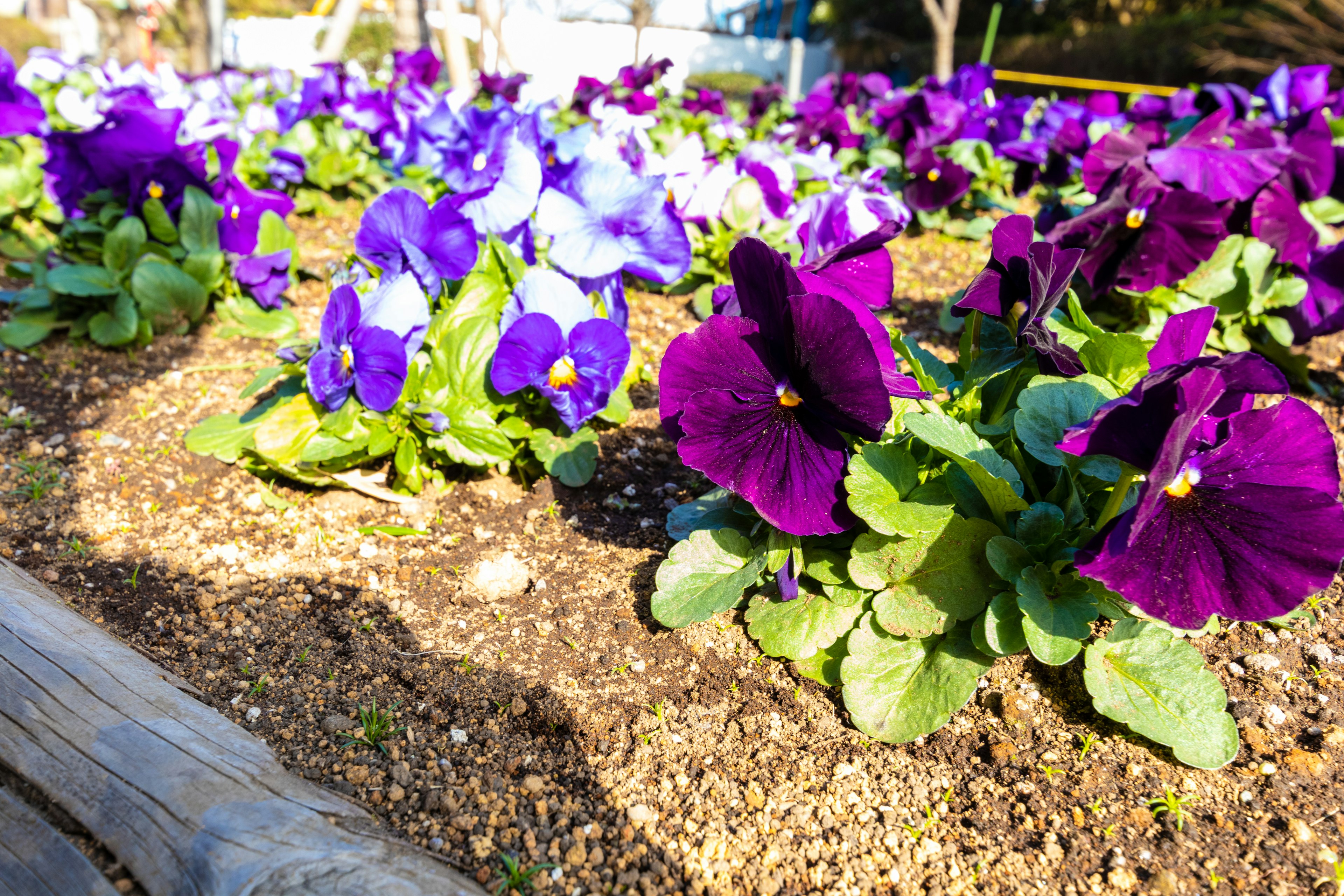 Close-up view of a flower bed with vibrant pansies in purple and blue shades