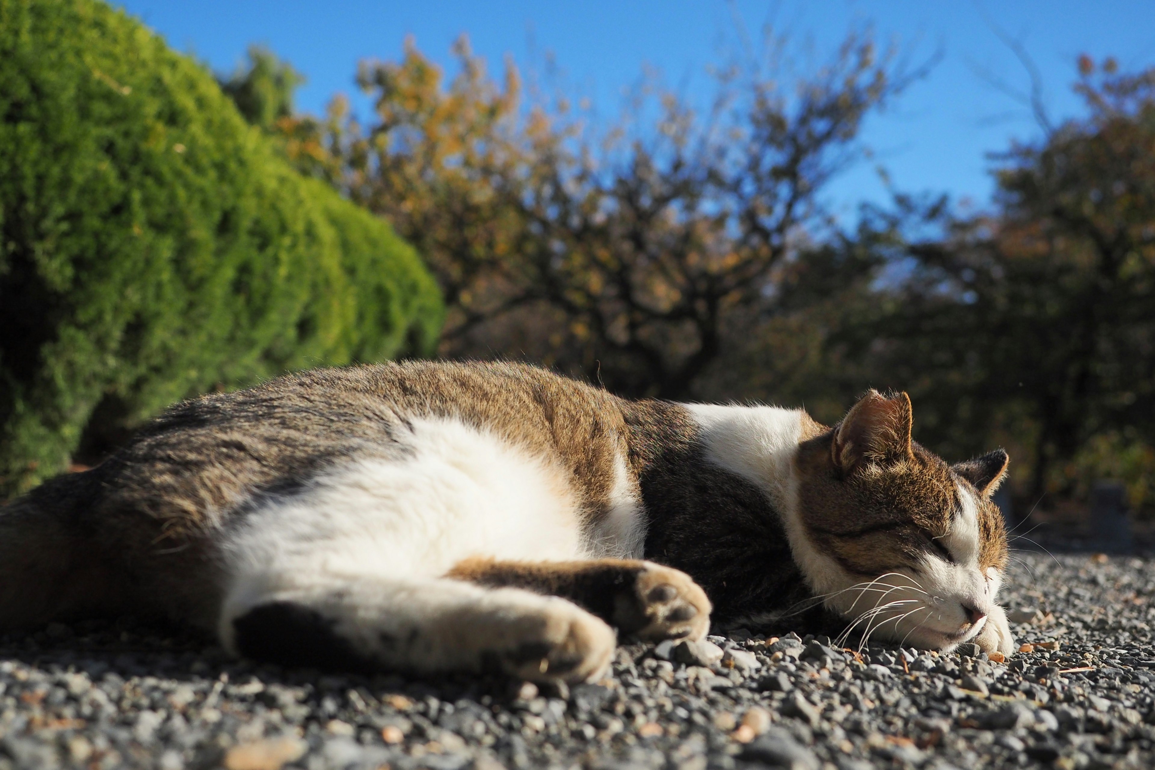 Katze, die in der Sonne schläft, umgeben von grünen Pflanzen und Kiesboden