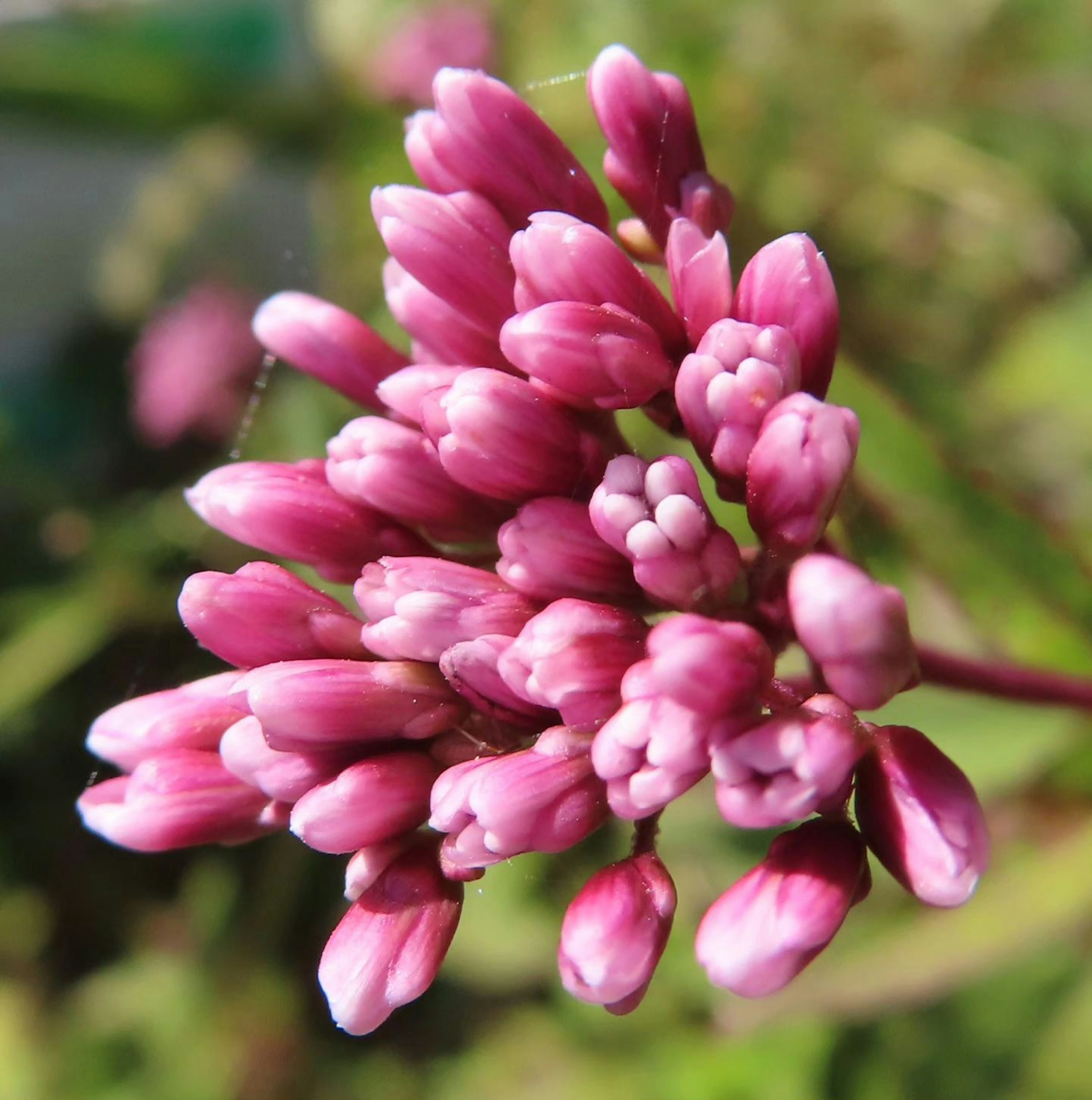 Kumpulan tunas bunga pink yang cerah