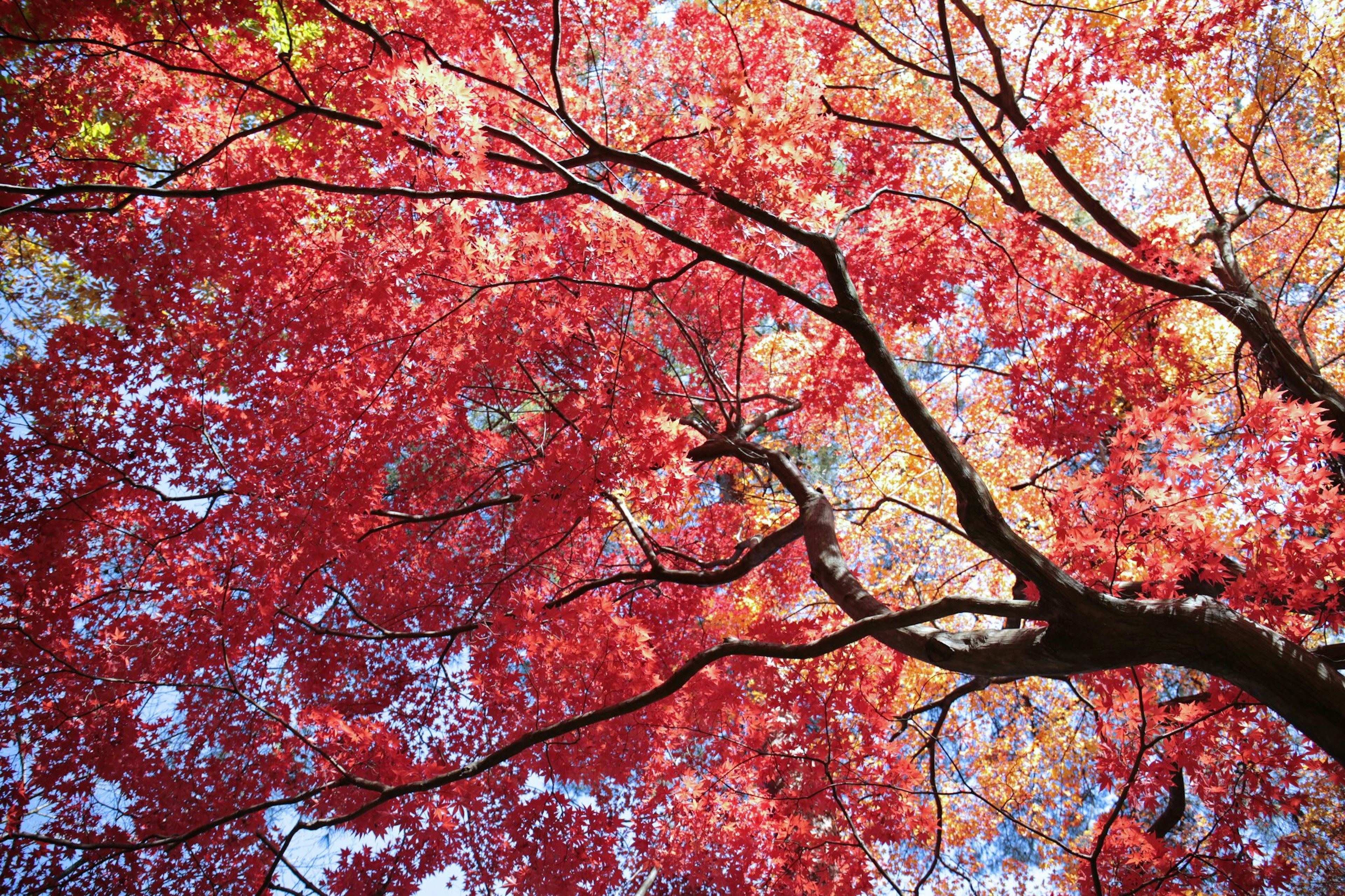 Foto di rami d'albero con foglie rosse e arancioni vivaci