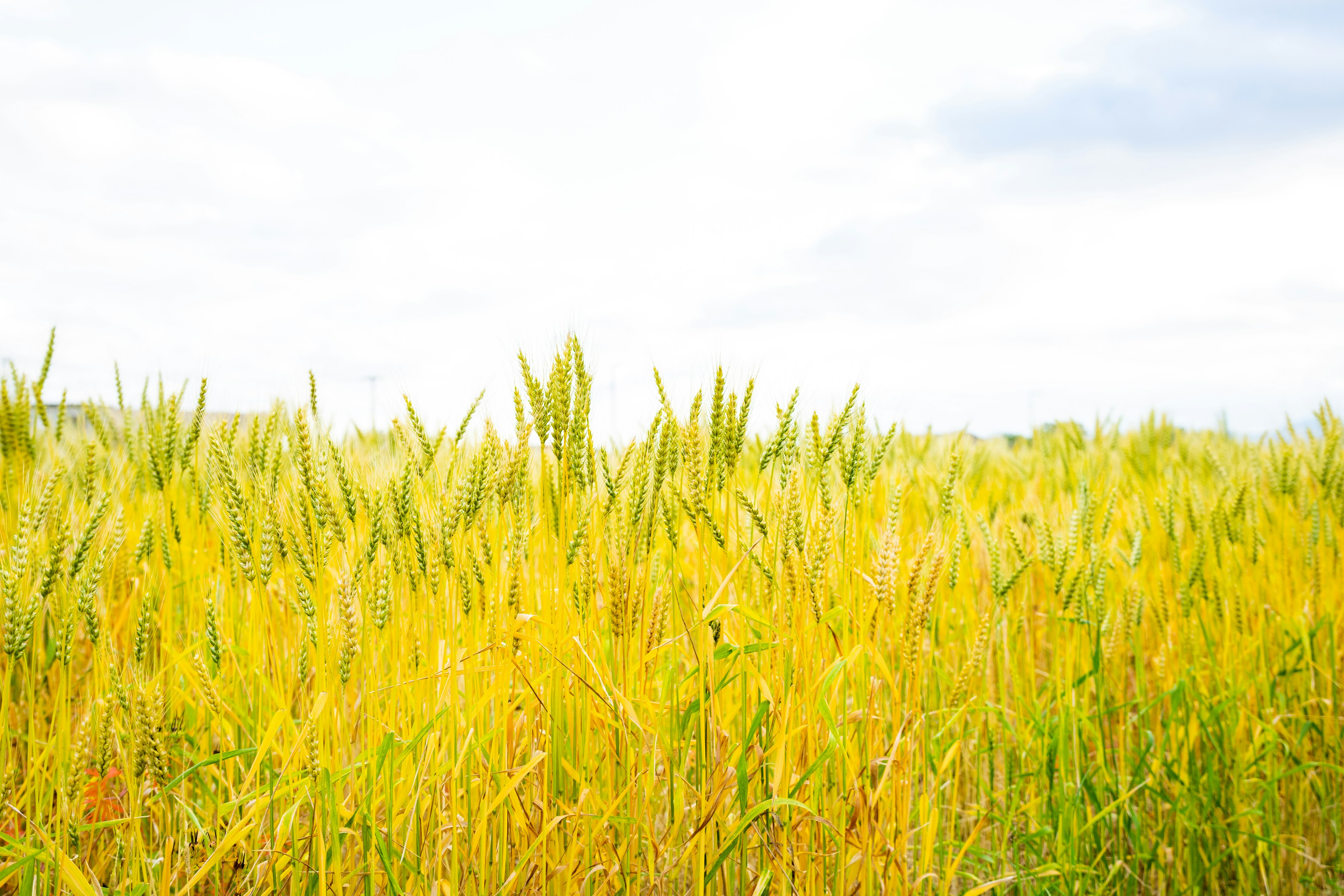 Campo expansivo de tallos de arroz amarillos bajo un cielo brillante