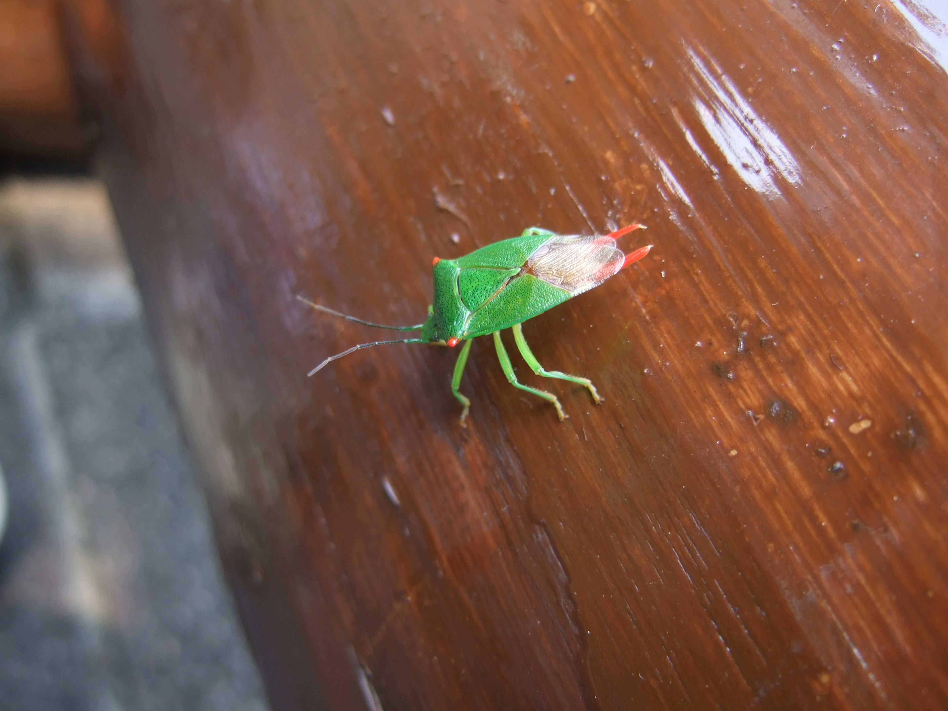 Insecto verde sobre una superficie de madera