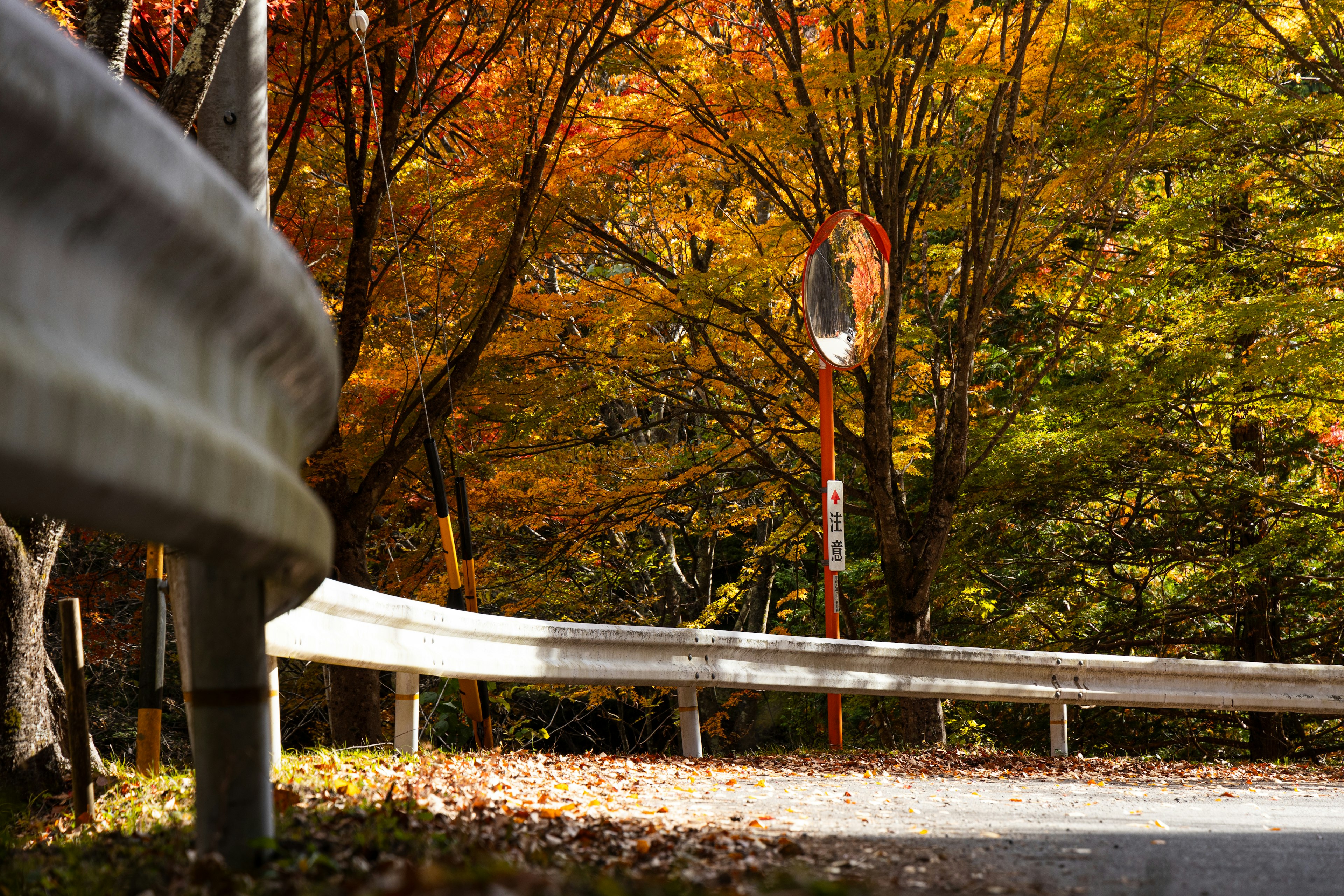 Curved road with beautiful autumn foliage