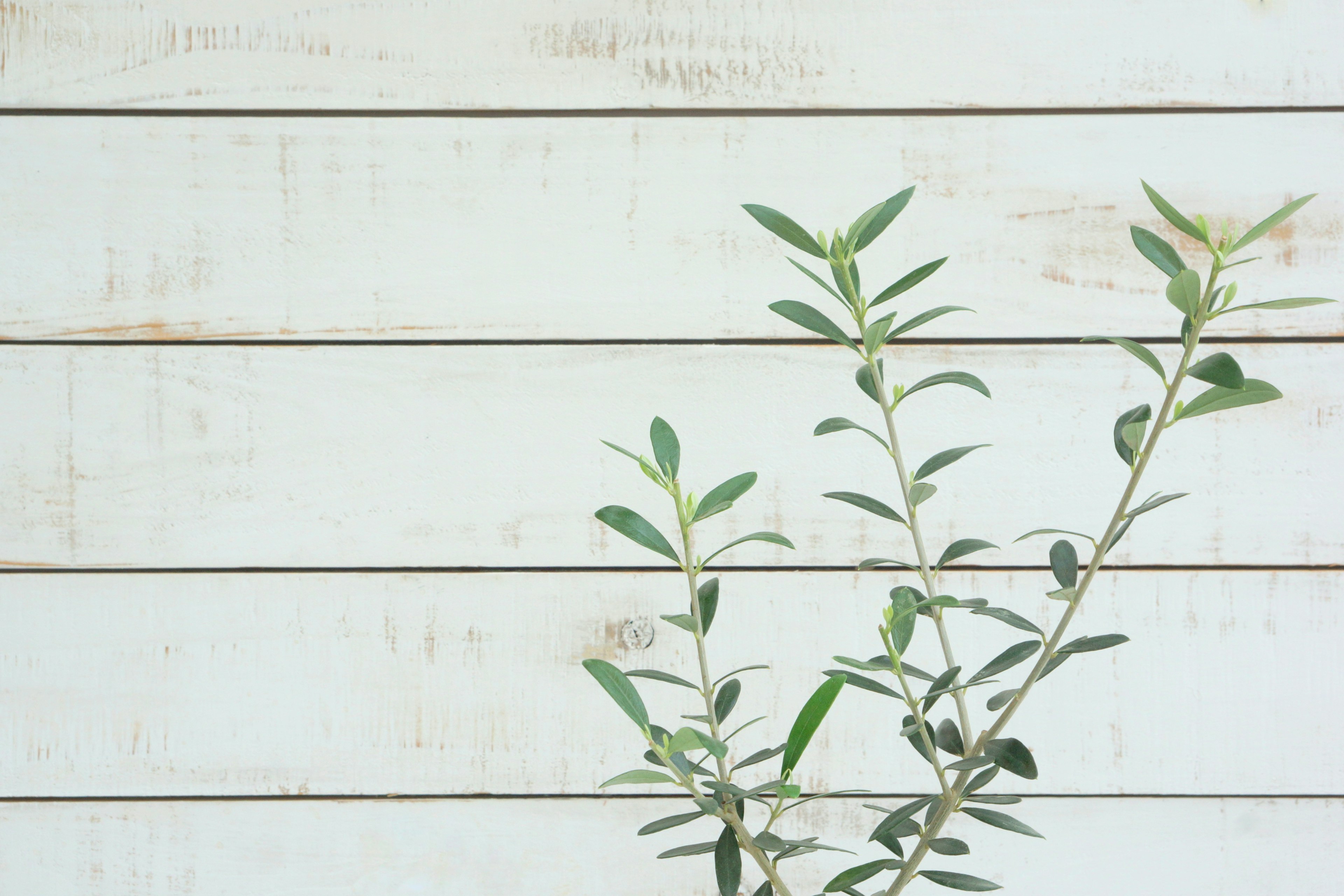 Green plant branches against a white wooden background